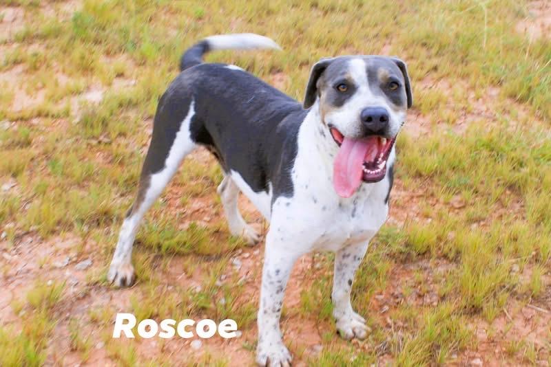 Roscoe, ADOPTABLE, Adult Male American Bully.