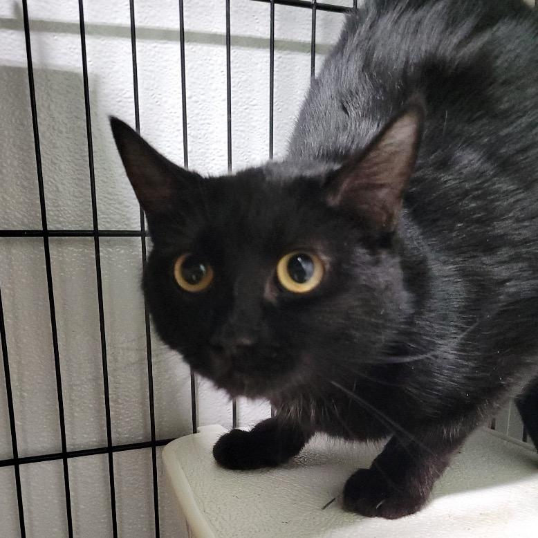 Enlarge Hello Kitty, a Adoptable Domestic Short Hair in Priest River, ID image 1/1