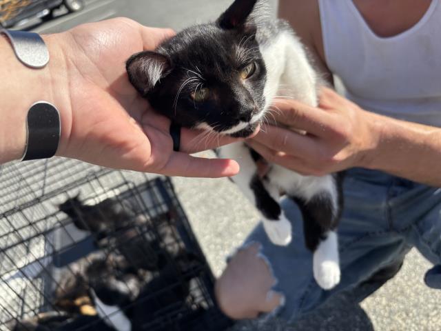 ARIEL, Adoptable, Kitten Female Domestic Short Hair.