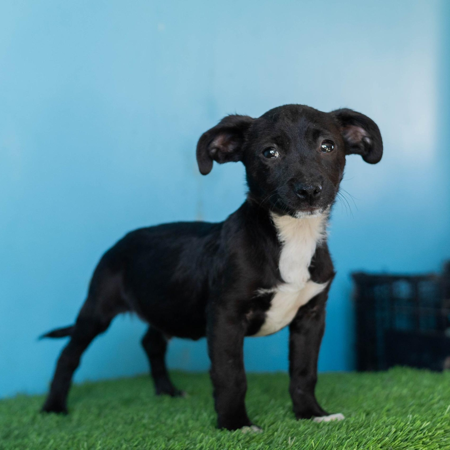 Enlarge Baltazar, a Adoptable mixed breed in Tijuana, BCN image 1/6