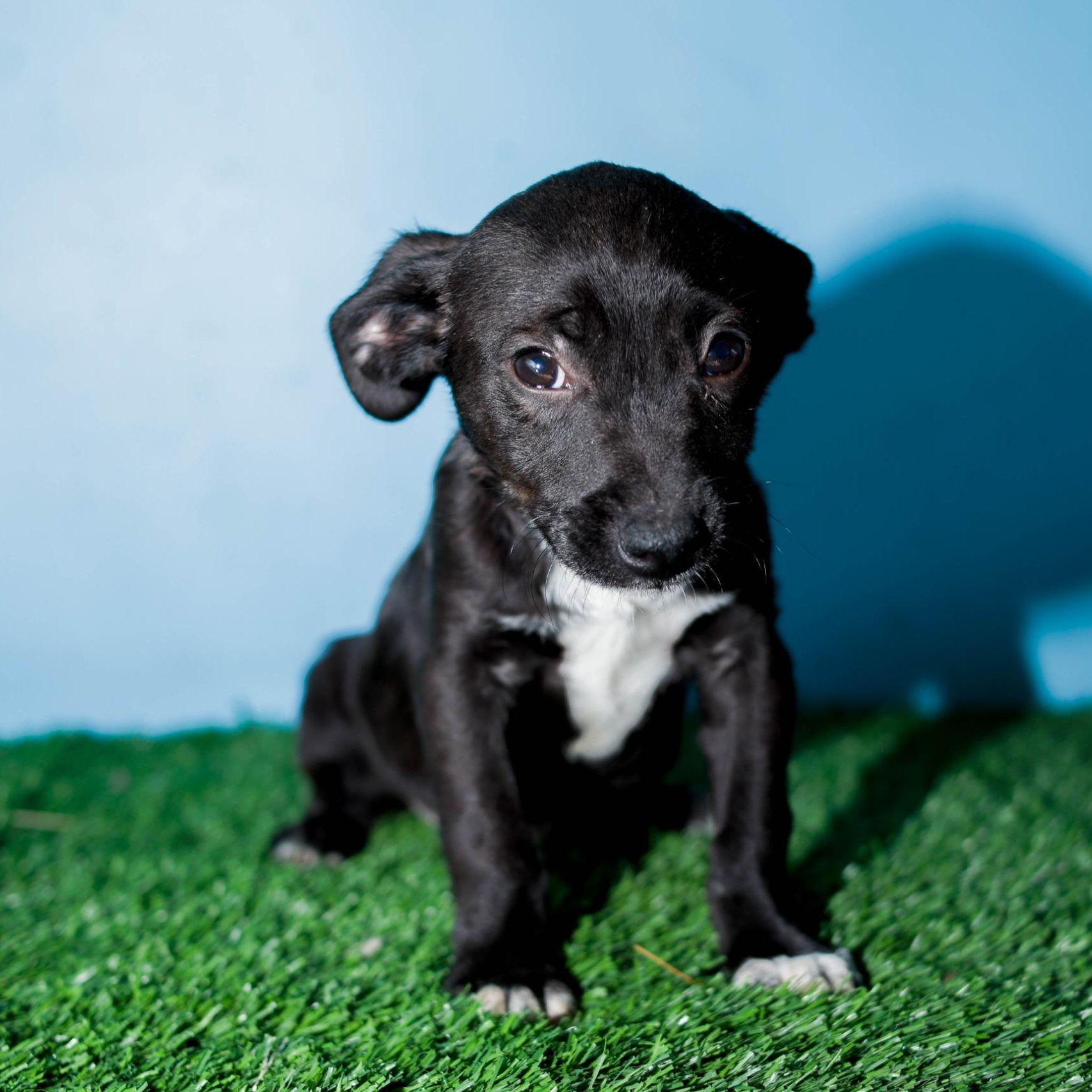 Enlarge Baltazar, a Adoptable mixed breed in Tijuana, BCN image 6/6