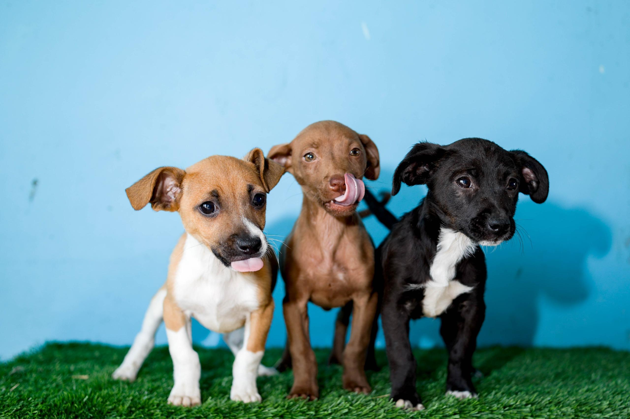 Enlarge Baltazar, a Adoptable mixed breed in Tijuana, BCN image 3/6