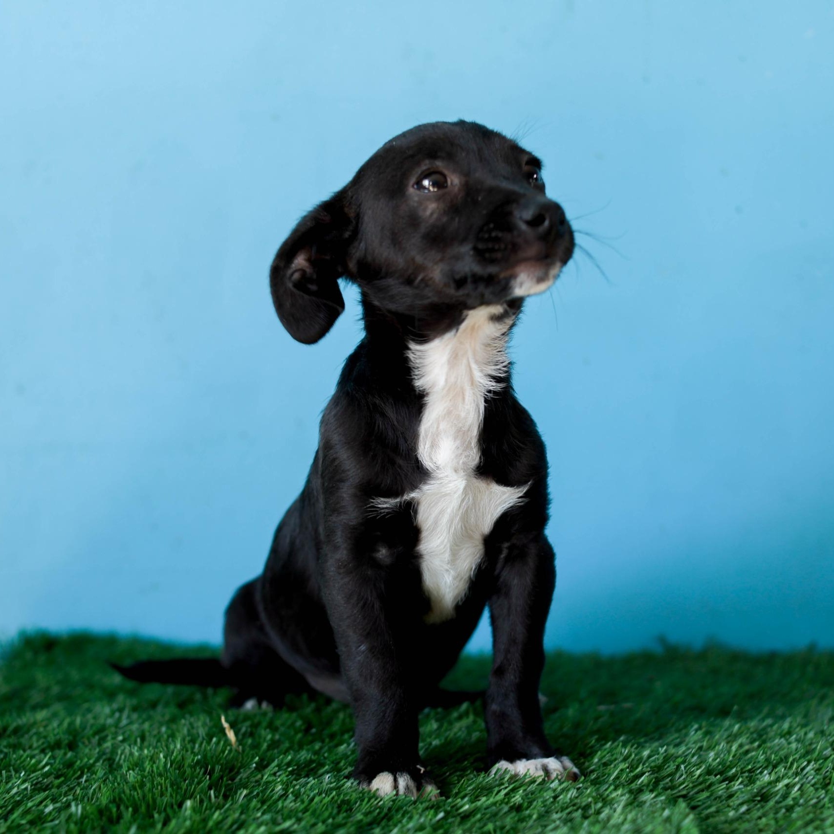 Enlarge Baltazar, a Adoptable mixed breed in Tijuana, BCN image 4/6