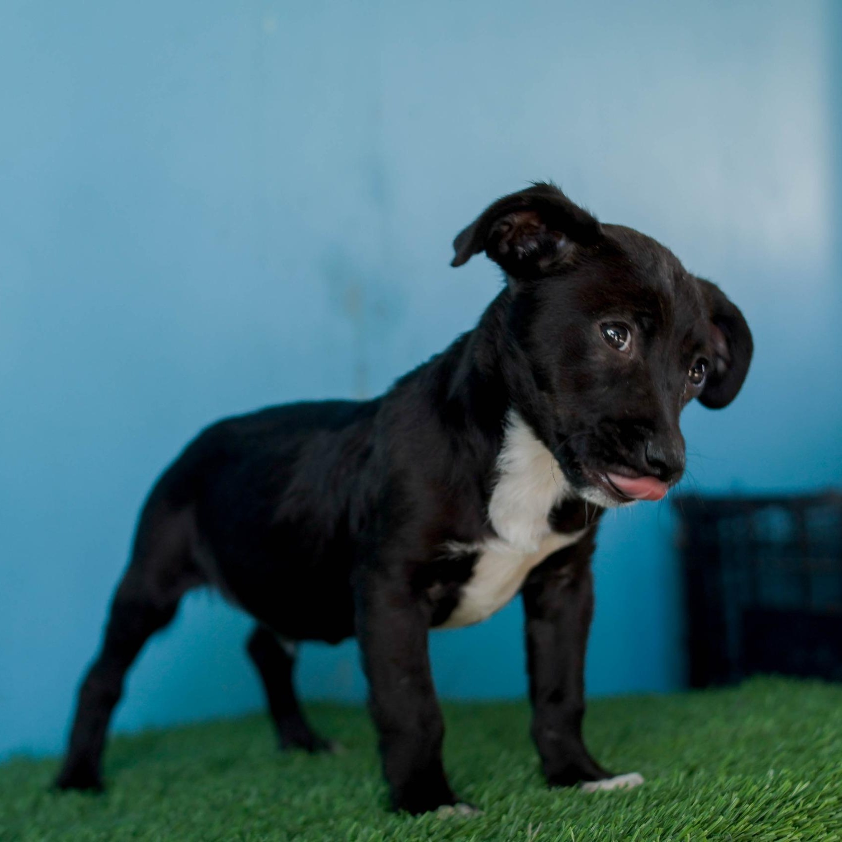 Enlarge Baltazar, a Adoptable mixed breed in Tijuana, BCN image 5/6