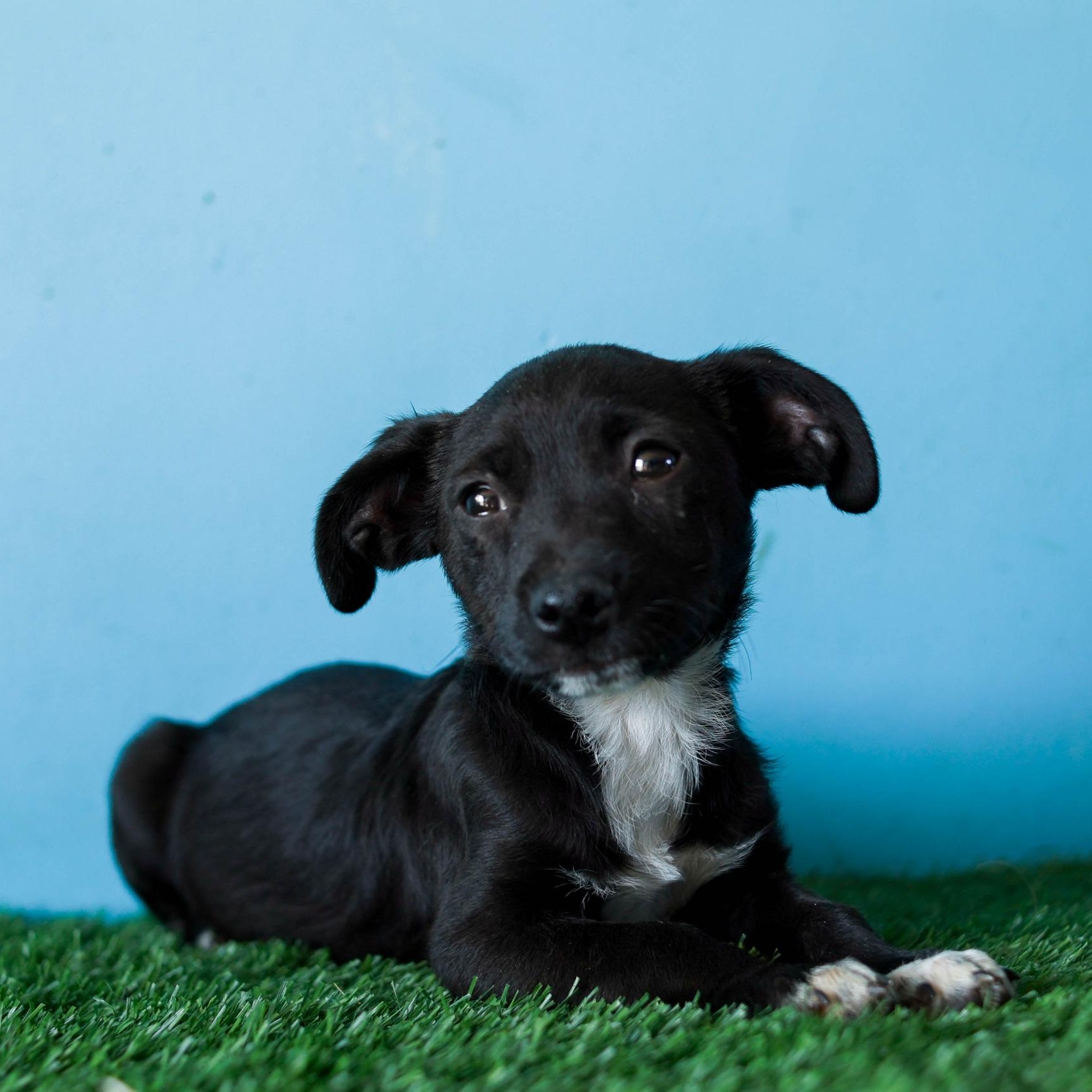Enlarge Baltazar, a Adoptable mixed breed in Tijuana, BCN image 2/6