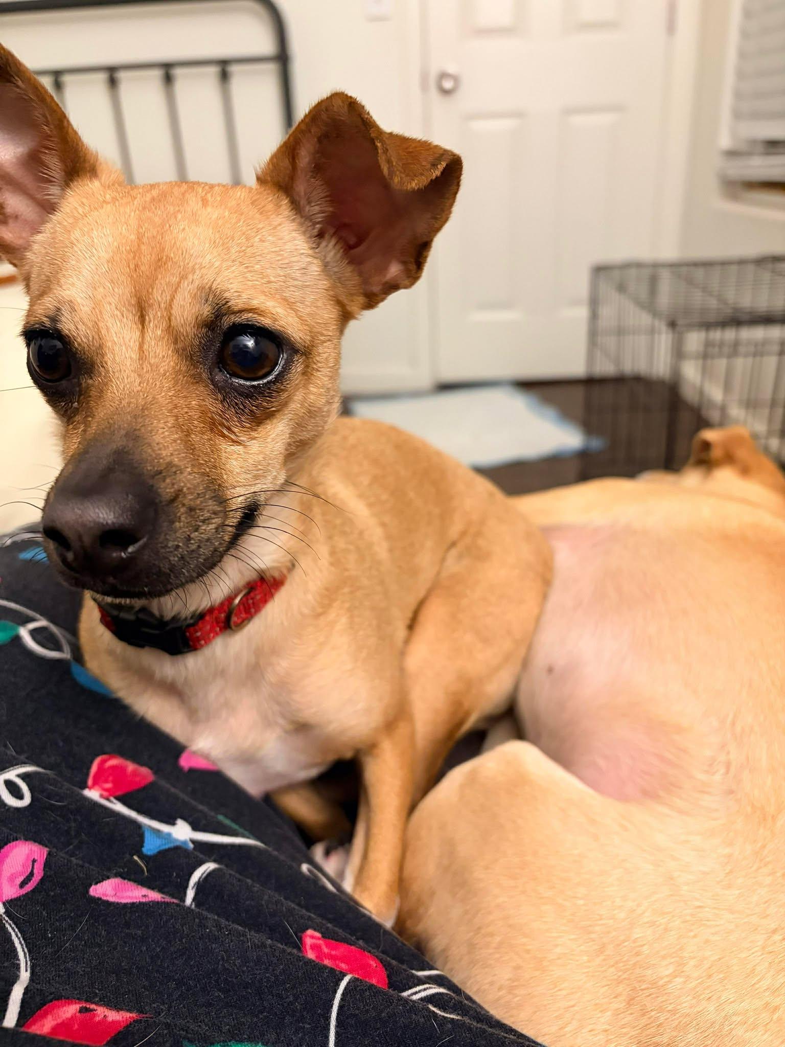 Enlarge Lola, a Adoptable Chihuahua in Visalia, CA image 1/1