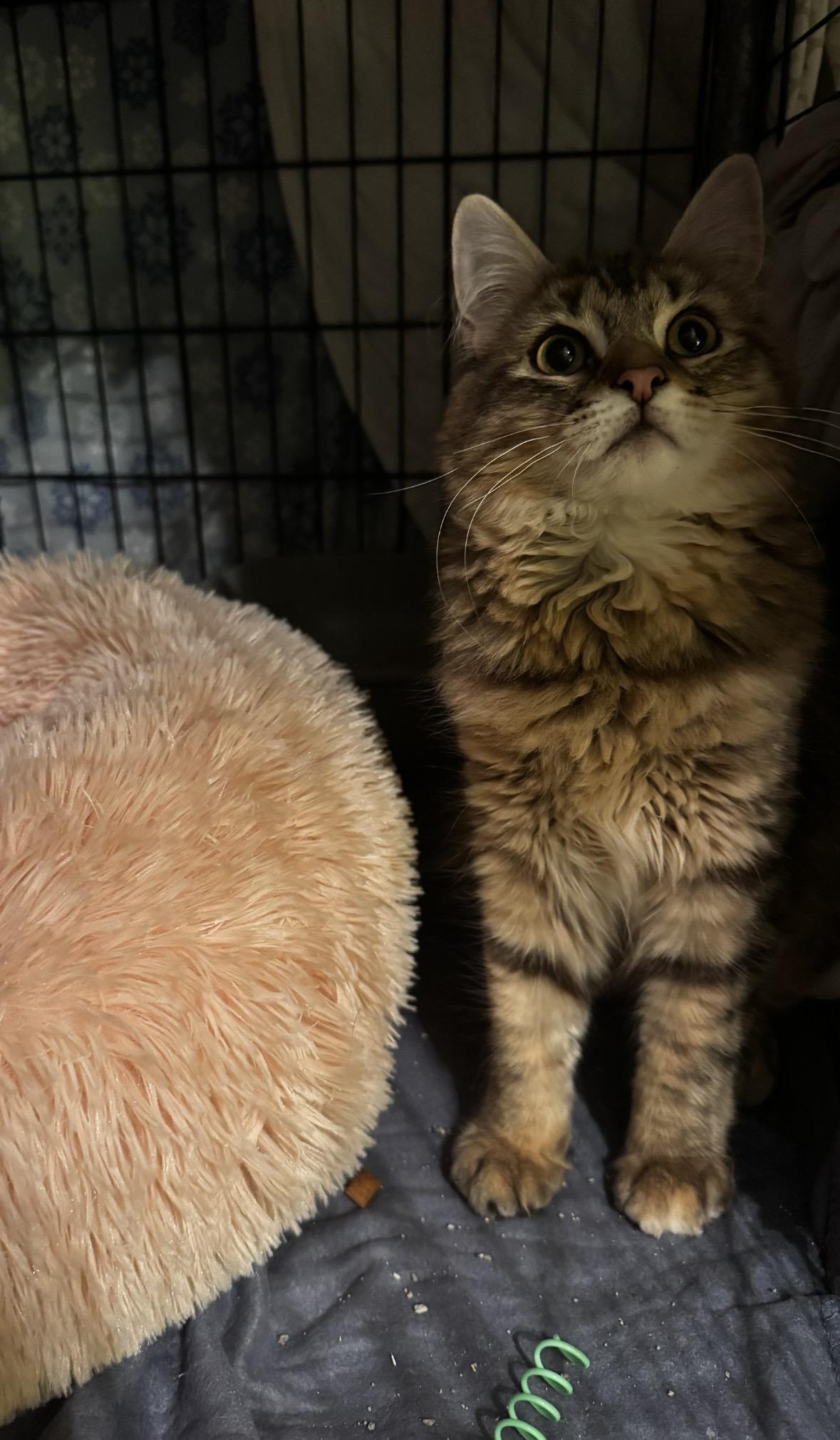 Enlarge Pearl, a hold Domestic Medium Hair in Canton, MA image 1/4
