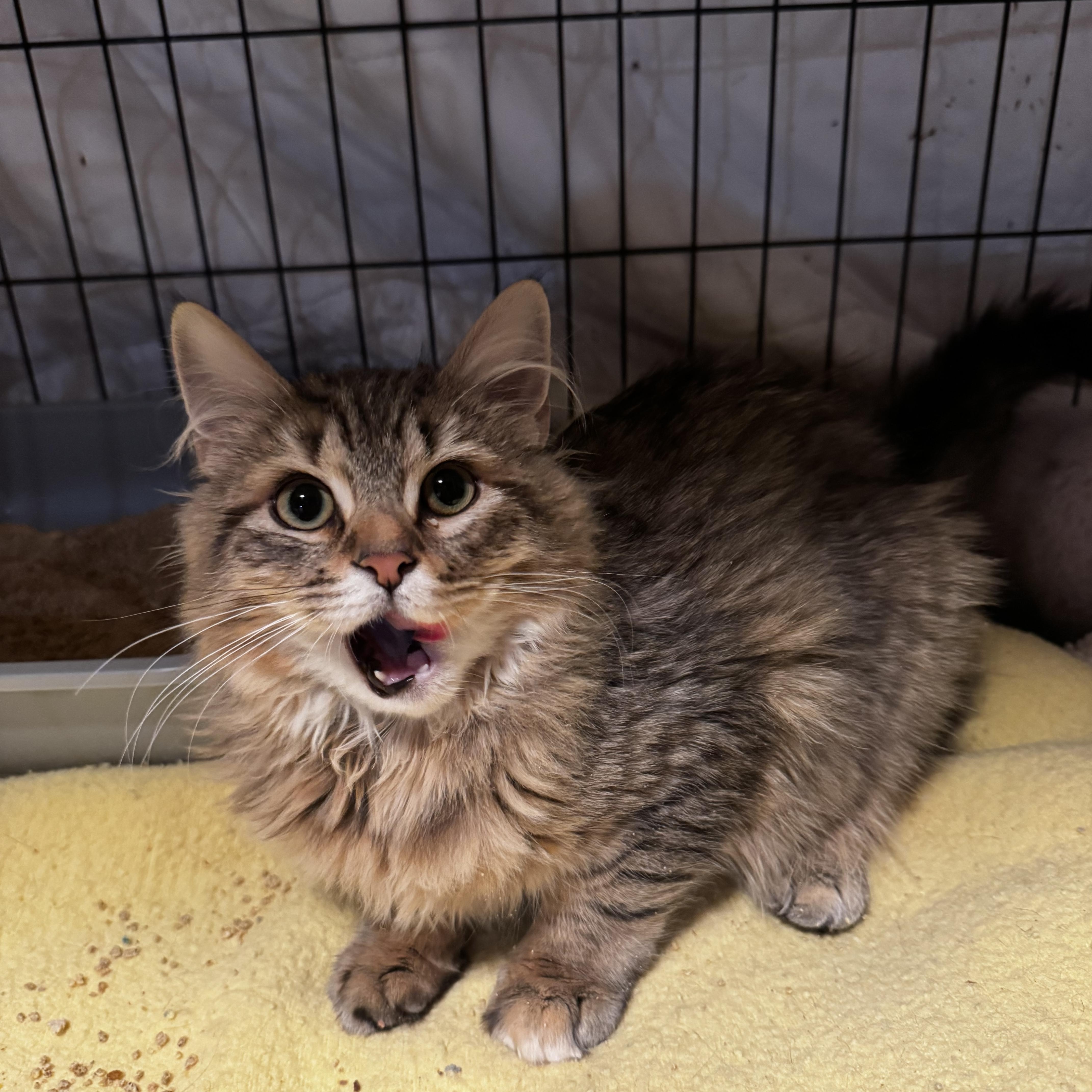Enlarge Pearl, a hold Domestic Medium Hair in Canton, MA image 2/4