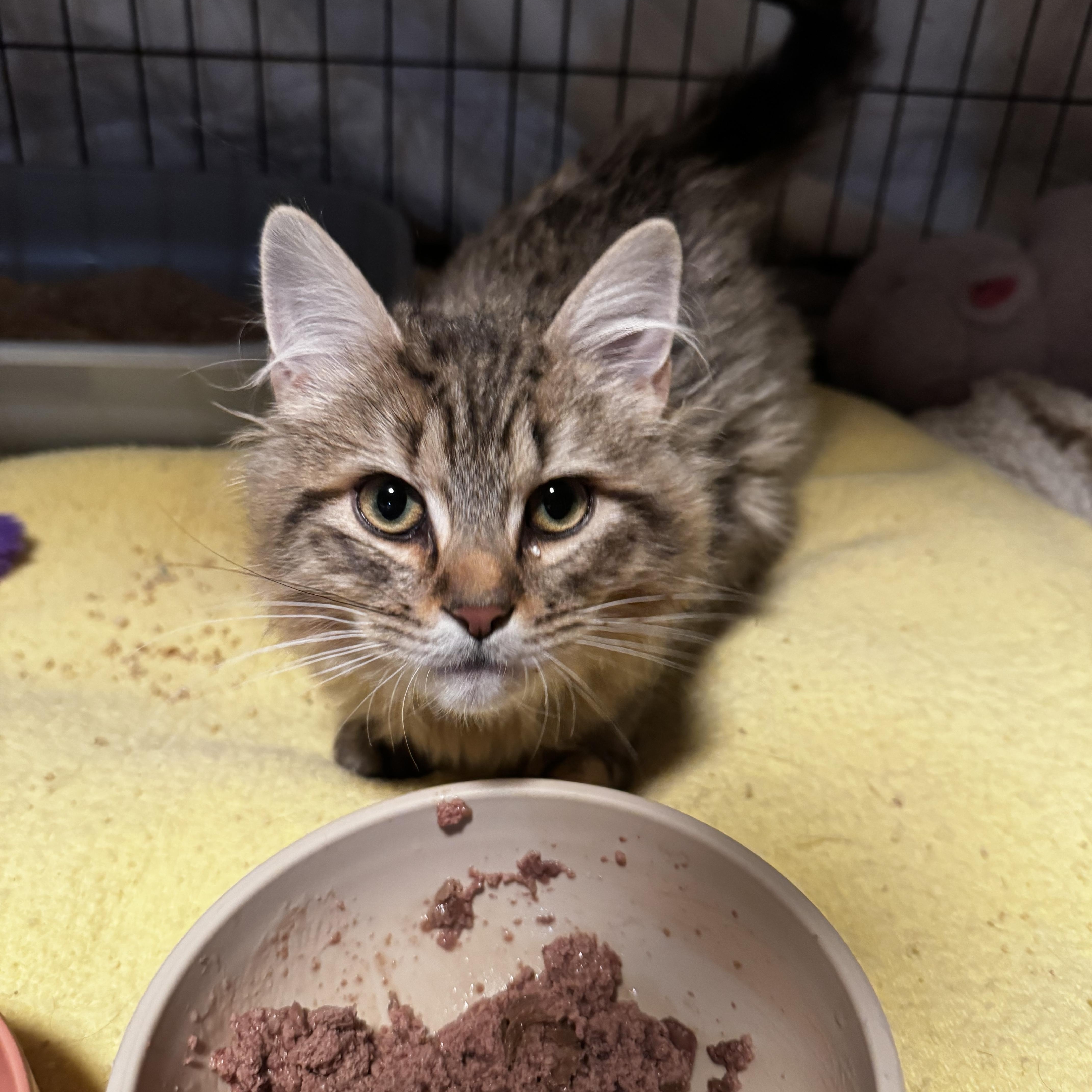 Enlarge Pearl, a hold Domestic Medium Hair in Canton, MA image 3/4