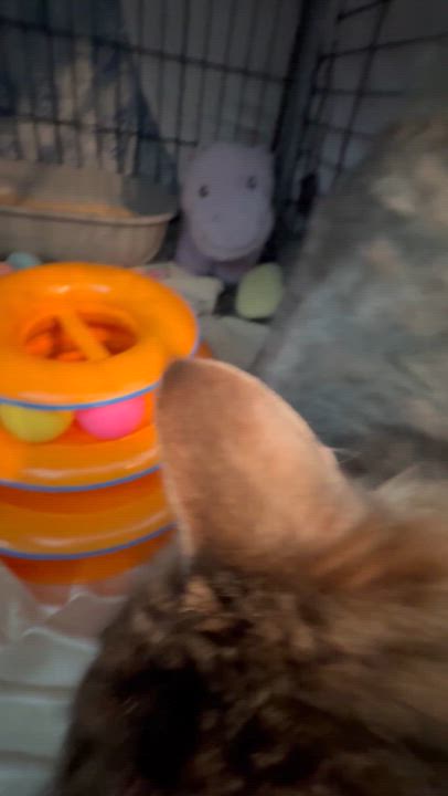 Enlarge Pearl, a hold Domestic Medium Hair in Canton, MA video 4/4