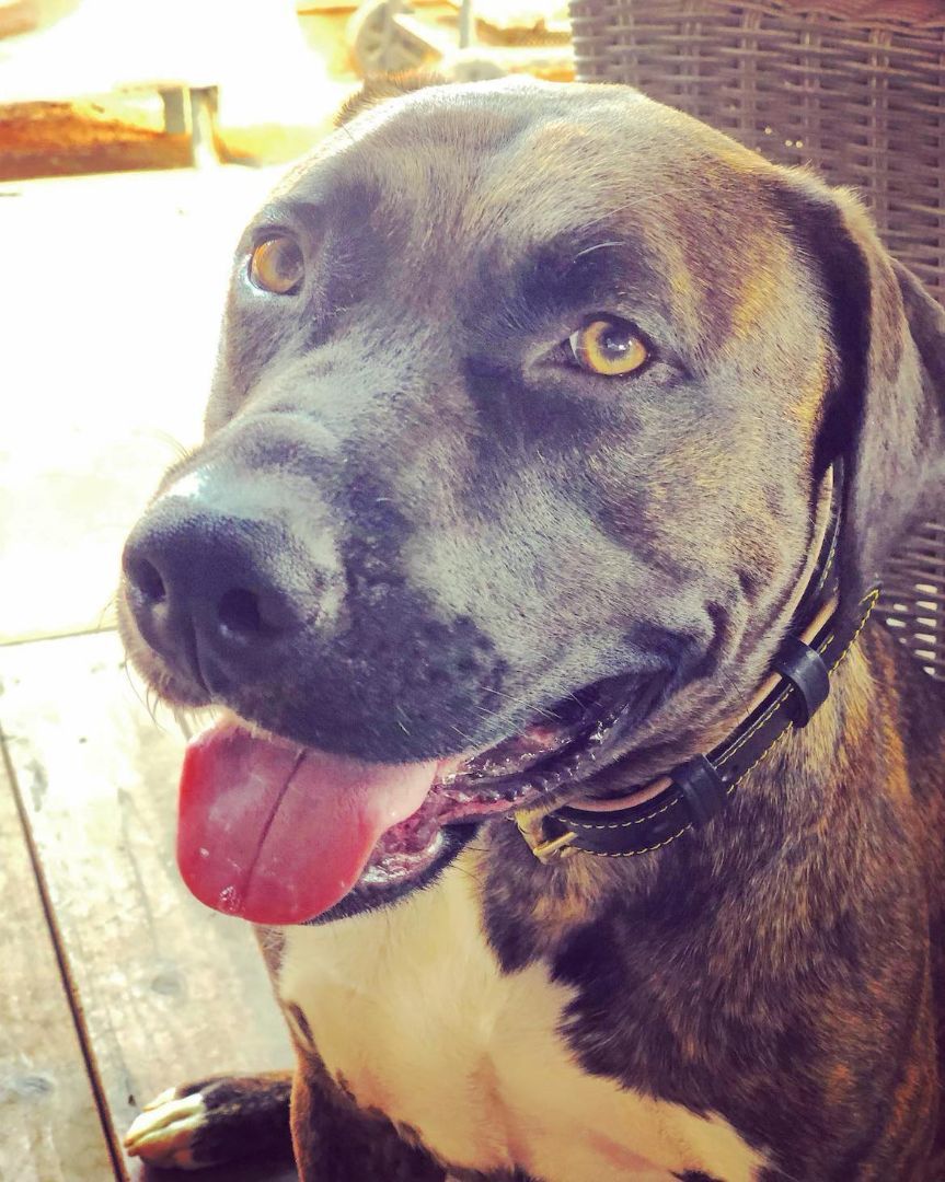 Remi Rae, a Adoptable mixed breed in Rocklin , CA image 1/6