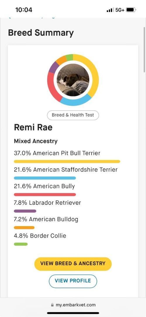 Remi Rae, a Adoptable mixed breed in Rocklin , CA image 2/6