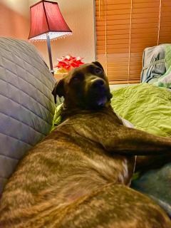 Remi Rae, a Adoptable mixed breed in Rocklin , CA image 3/6