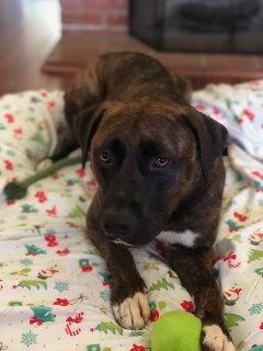 Remi Rae, a Adoptable mixed breed in Rocklin , CA image 4/6