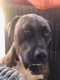 Remi Rae, a Adoptable mixed breed in Rocklin , CA image 5/6