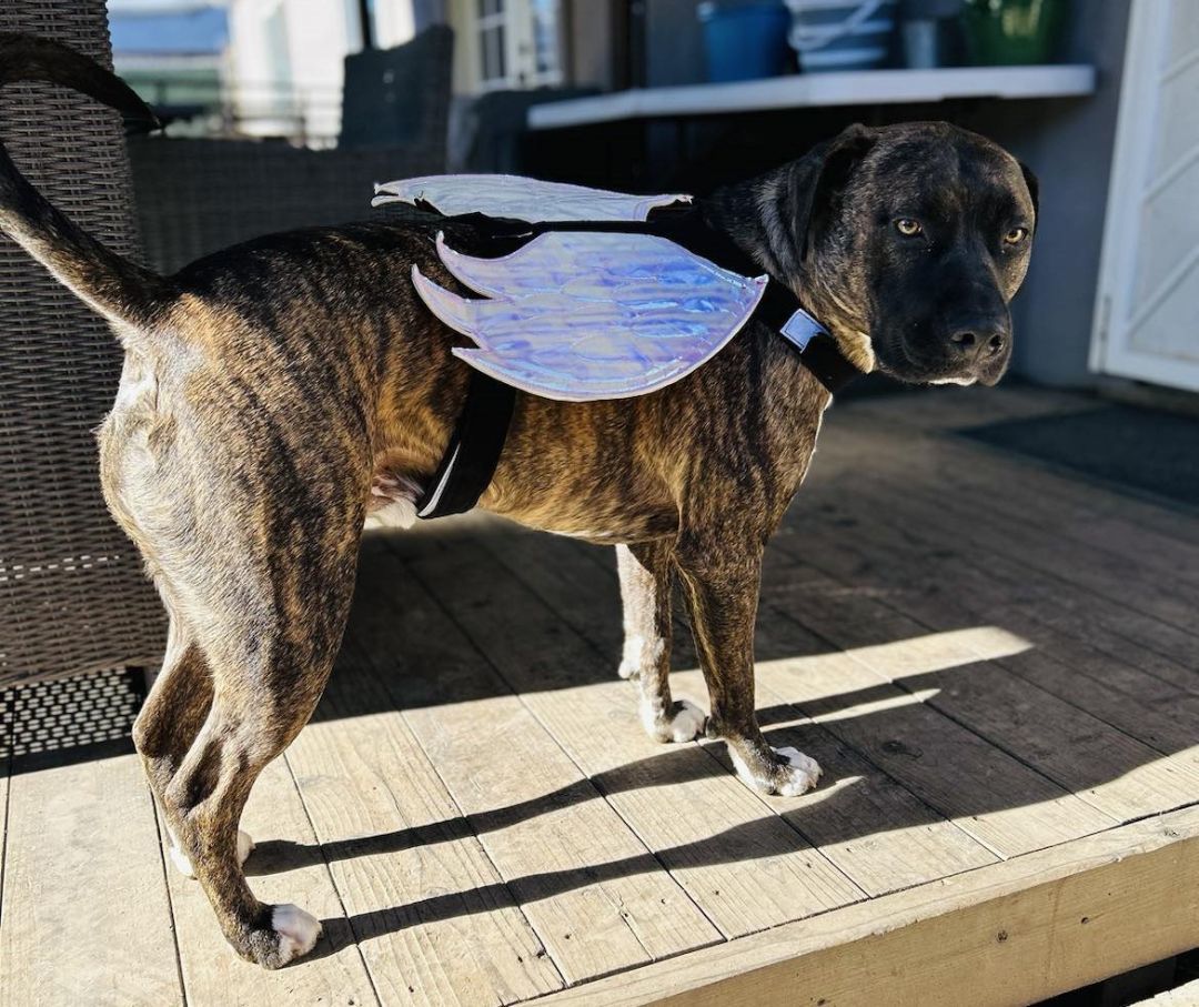 Remi Rae, a Adoptable mixed breed in Rocklin , CA image 6/6