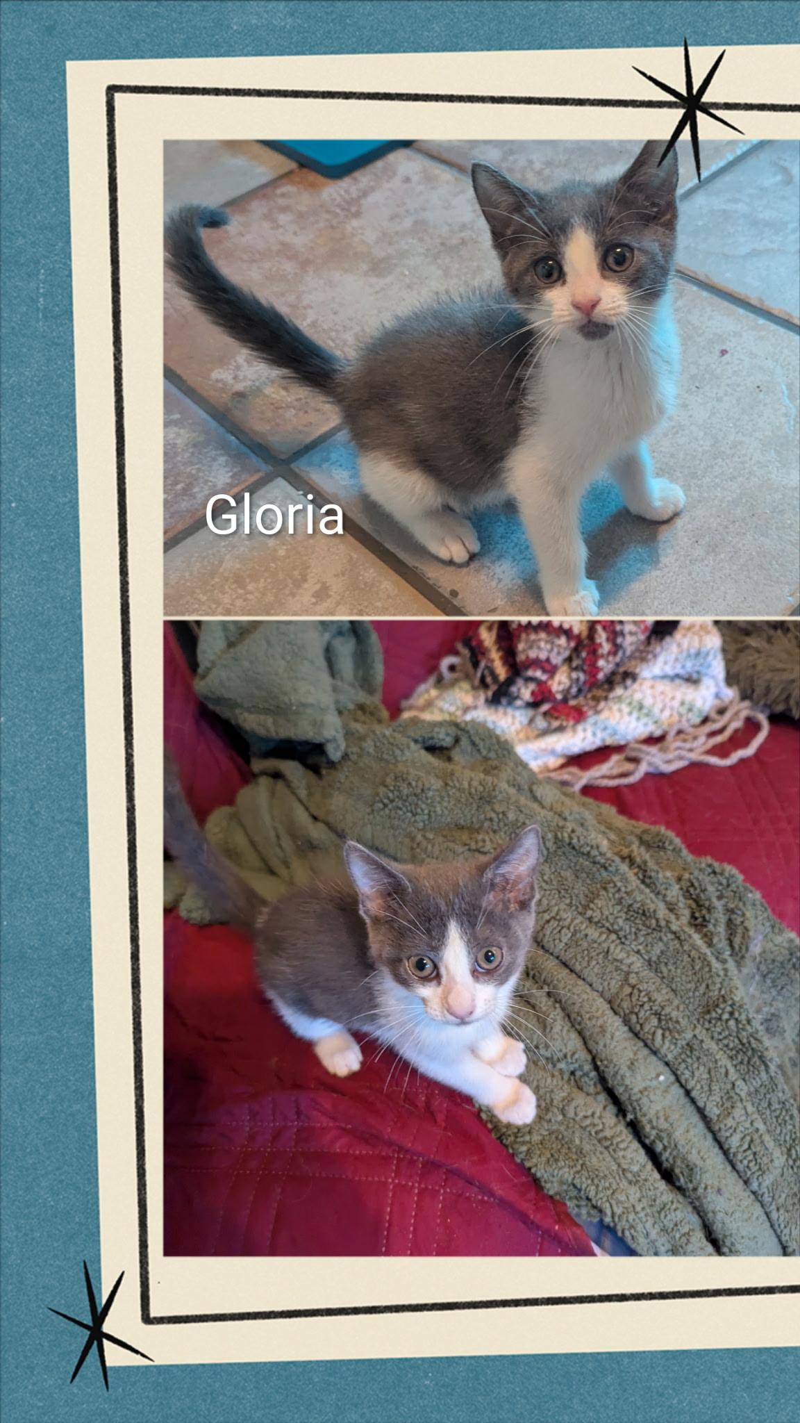 Enlarge Gloria, a ADOPTABLE Domestic Short Hair in Oakley, CA image 1/1