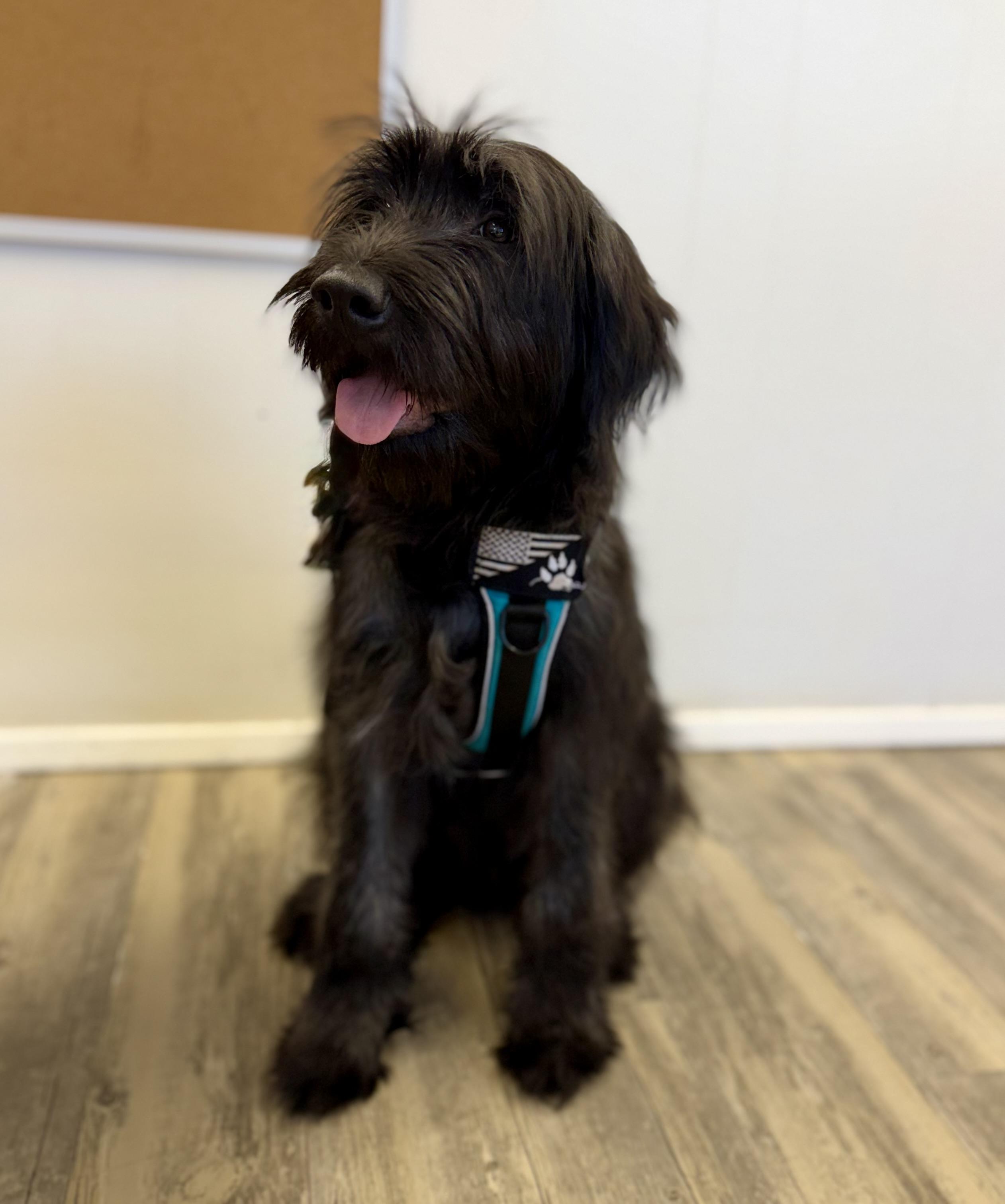 Enlarge Max, an adopted mixed breed in Sonora, CA image 2/5