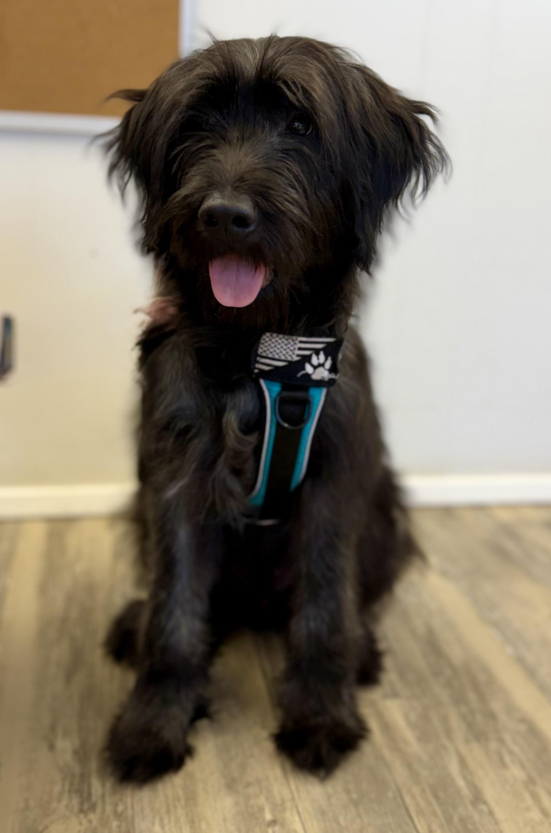 Enlarge Max, an adopted mixed breed in Sonora, CA image 5/5