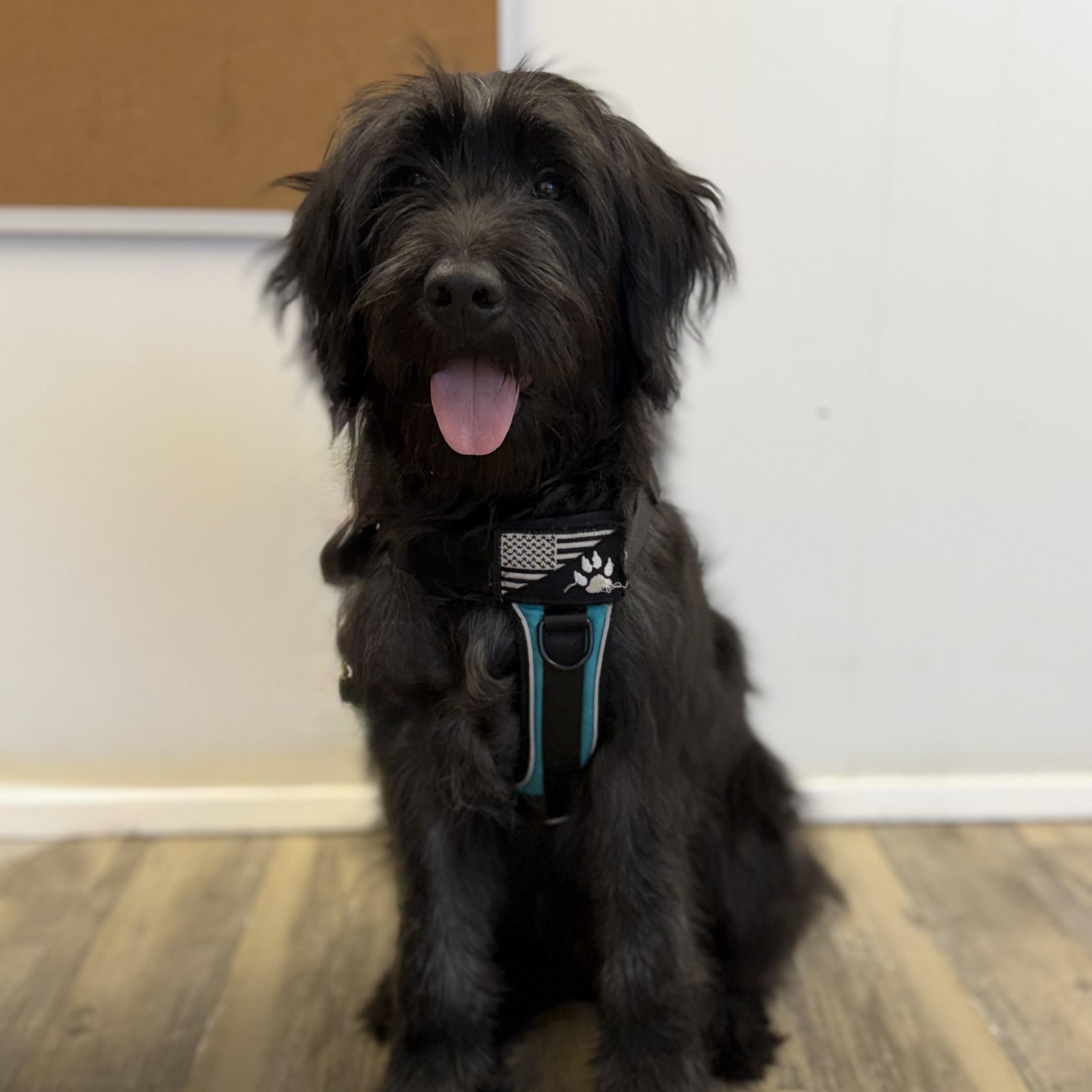 Max, adopted, Puppy Male Labradoodle.