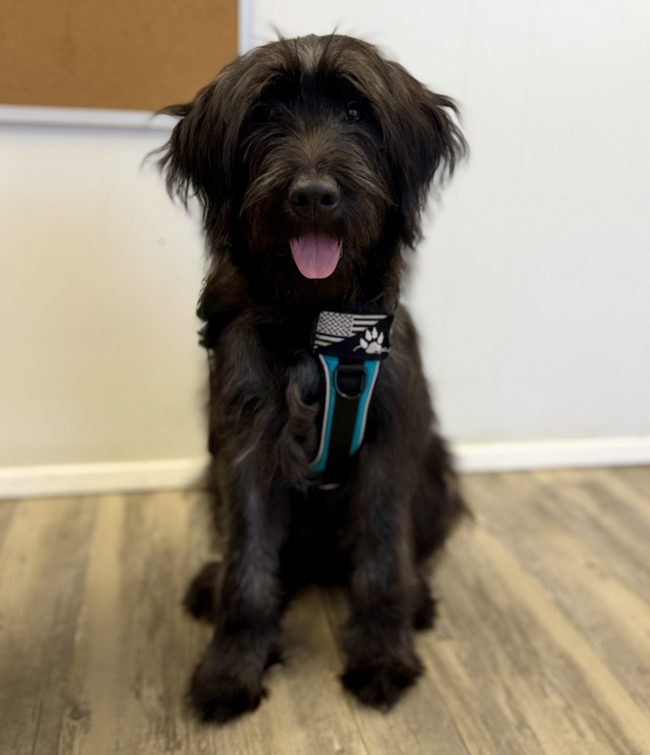 Enlarge Max, an adopted mixed breed in Sonora, CA image 3/5