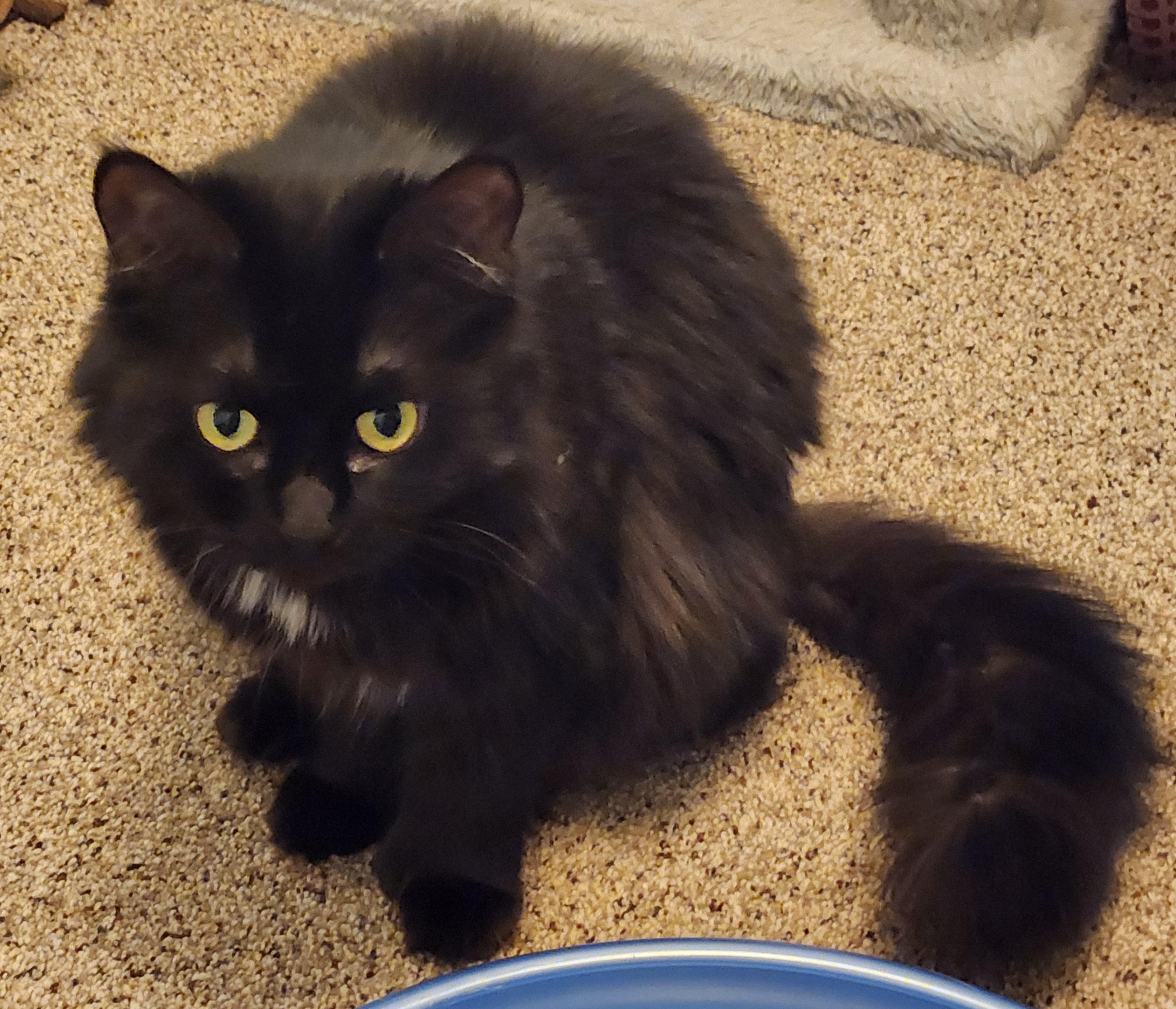 Velvet sweet and loving lap cat, Adoptable, Adult Female Domestic Long Hair.