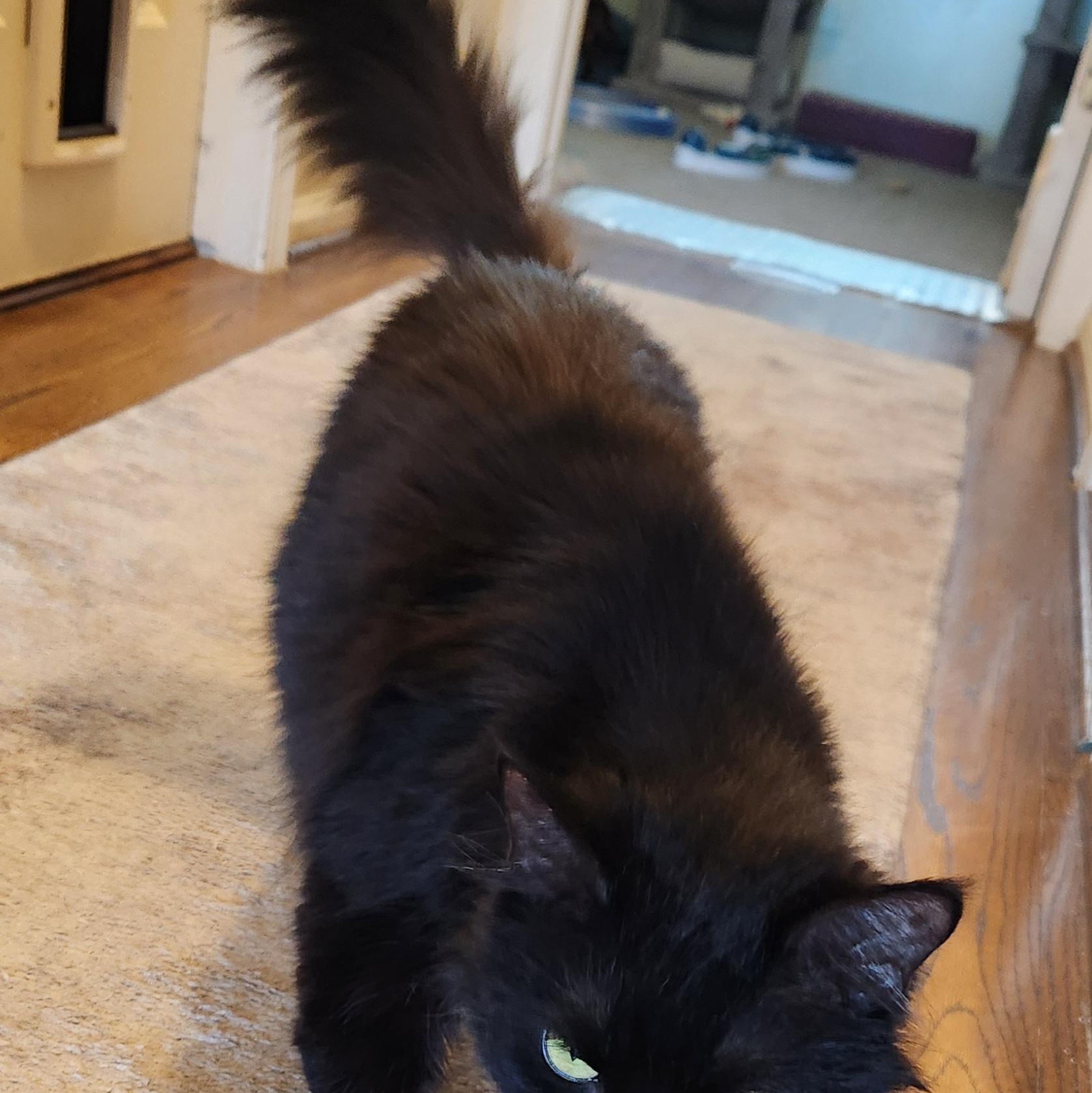 Enlarge Velvet    sweet  and loving   lap cat, a Adoptable Domestic Long Hair in Macomb, MI image 2/5