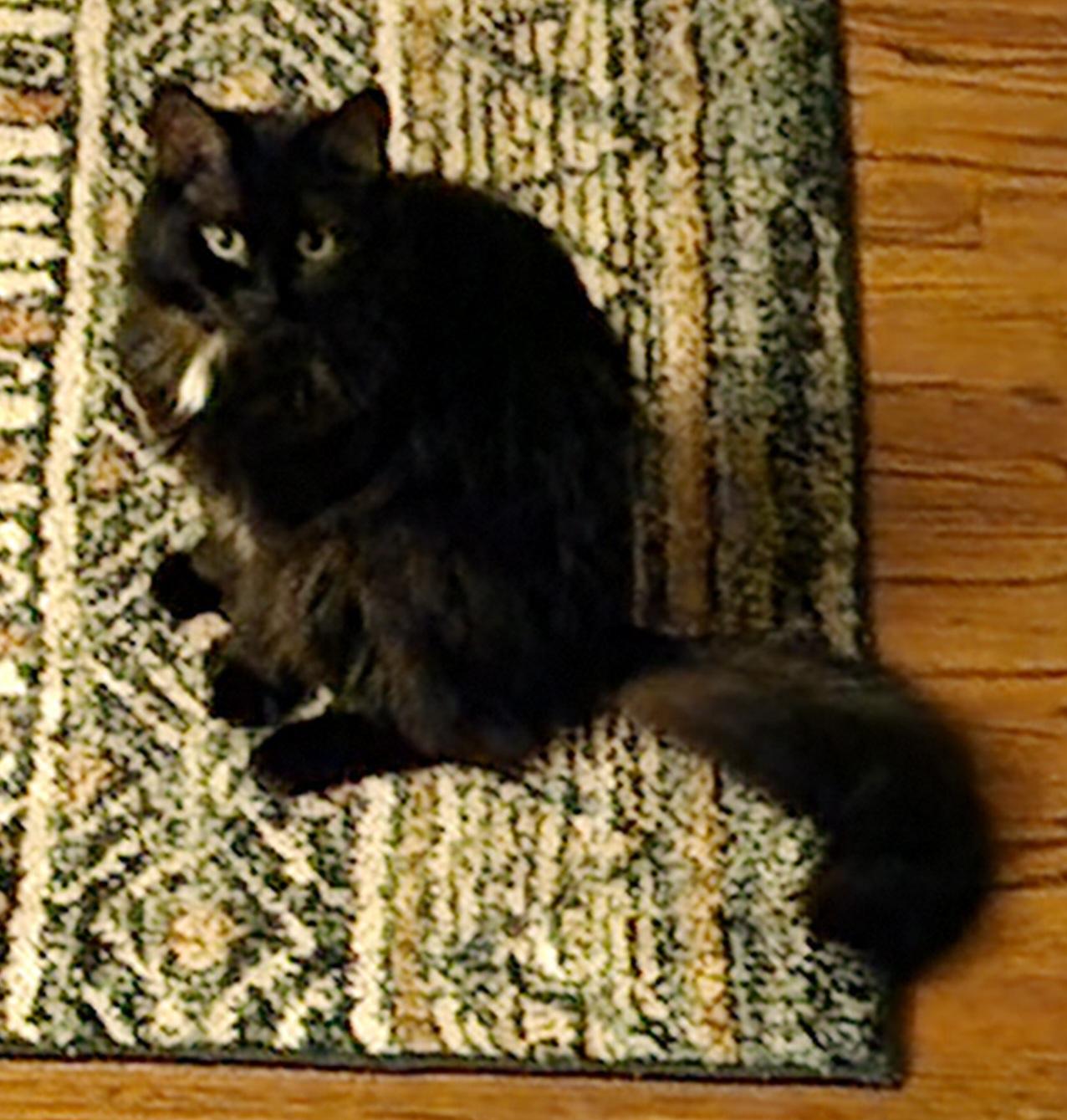Enlarge Velvet    sweet  and loving   lap cat, a Adoptable Domestic Long Hair in Macomb, MI image 3/5