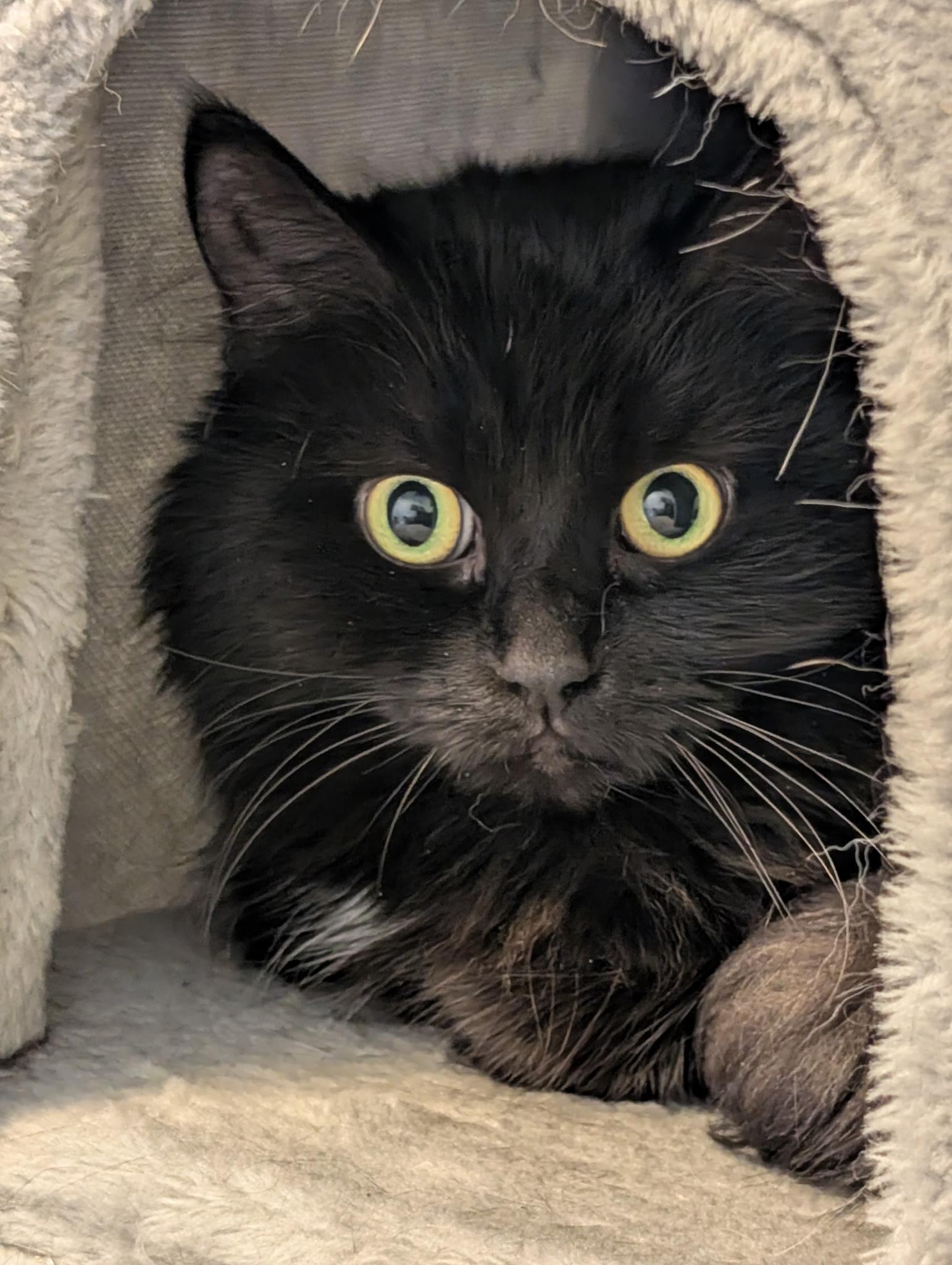 Enlarge Velvet    sweet  and loving   lap cat, a Adoptable Domestic Long Hair in Macomb, MI image 5/5
