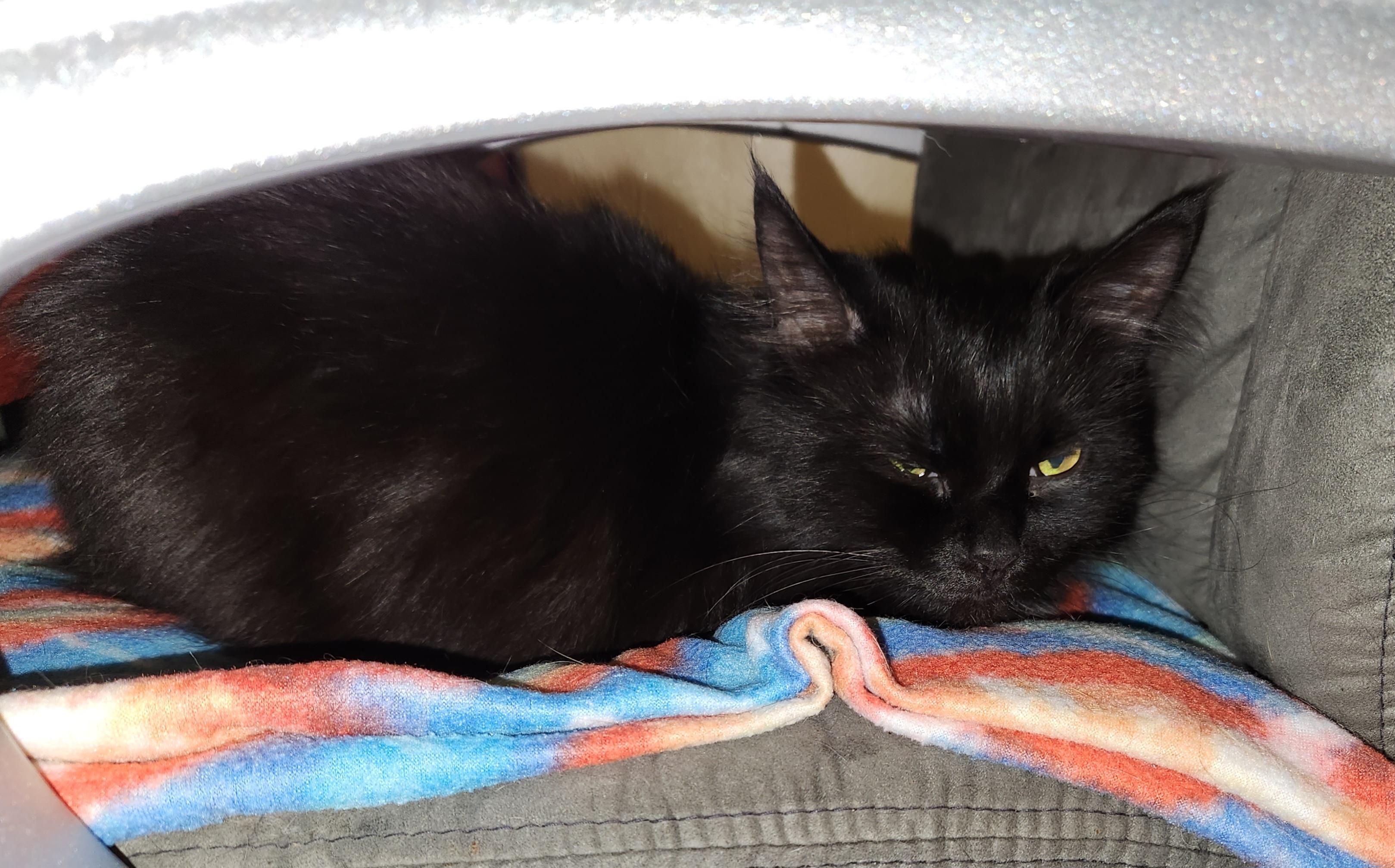 Enlarge Velvet    sweet  and loving   lap cat, a Adoptable Domestic Long Hair in Macomb, MI image 4/5