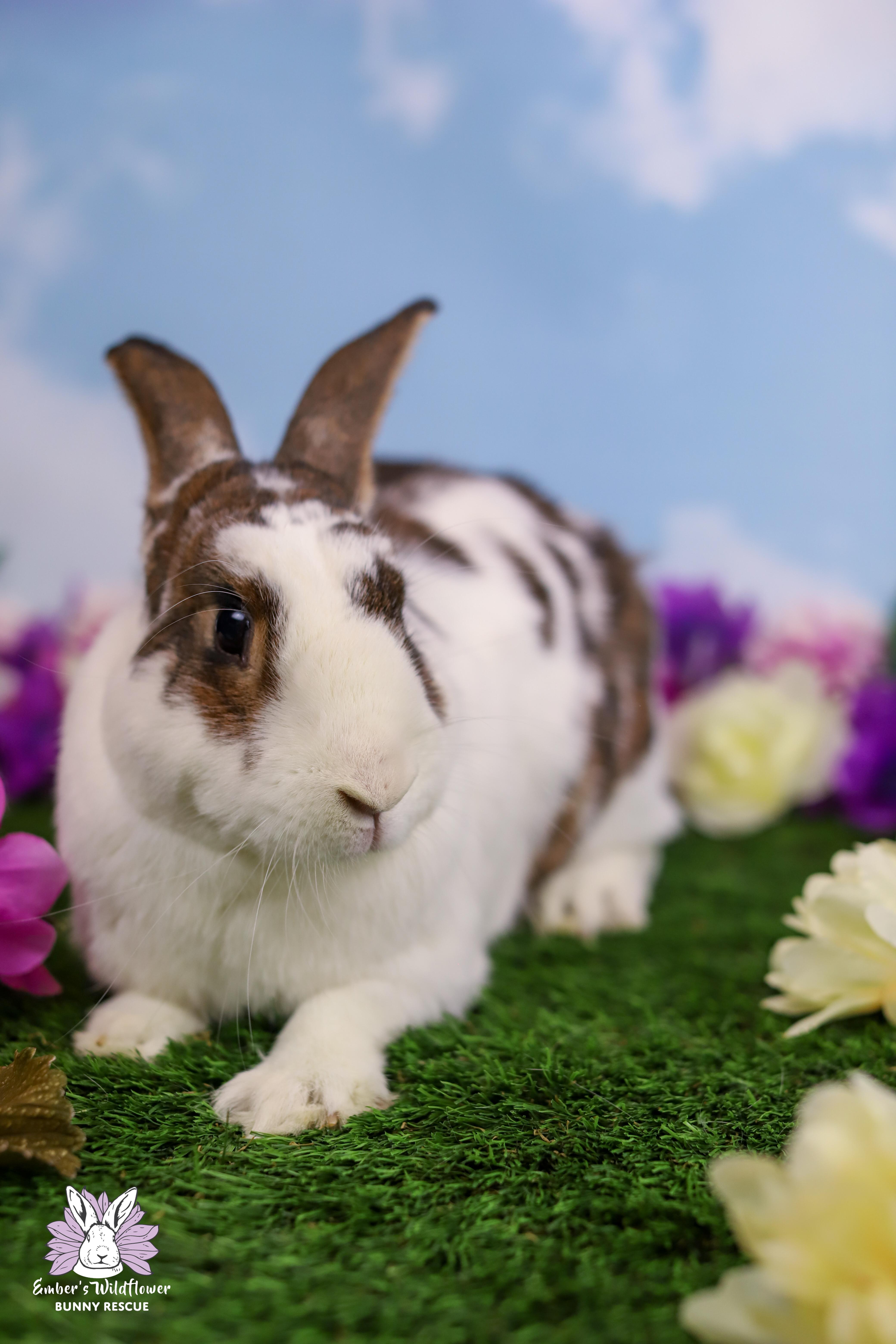Enlarge Peanut, a Adoptable mixed breed in Redmond, OR image 2/3