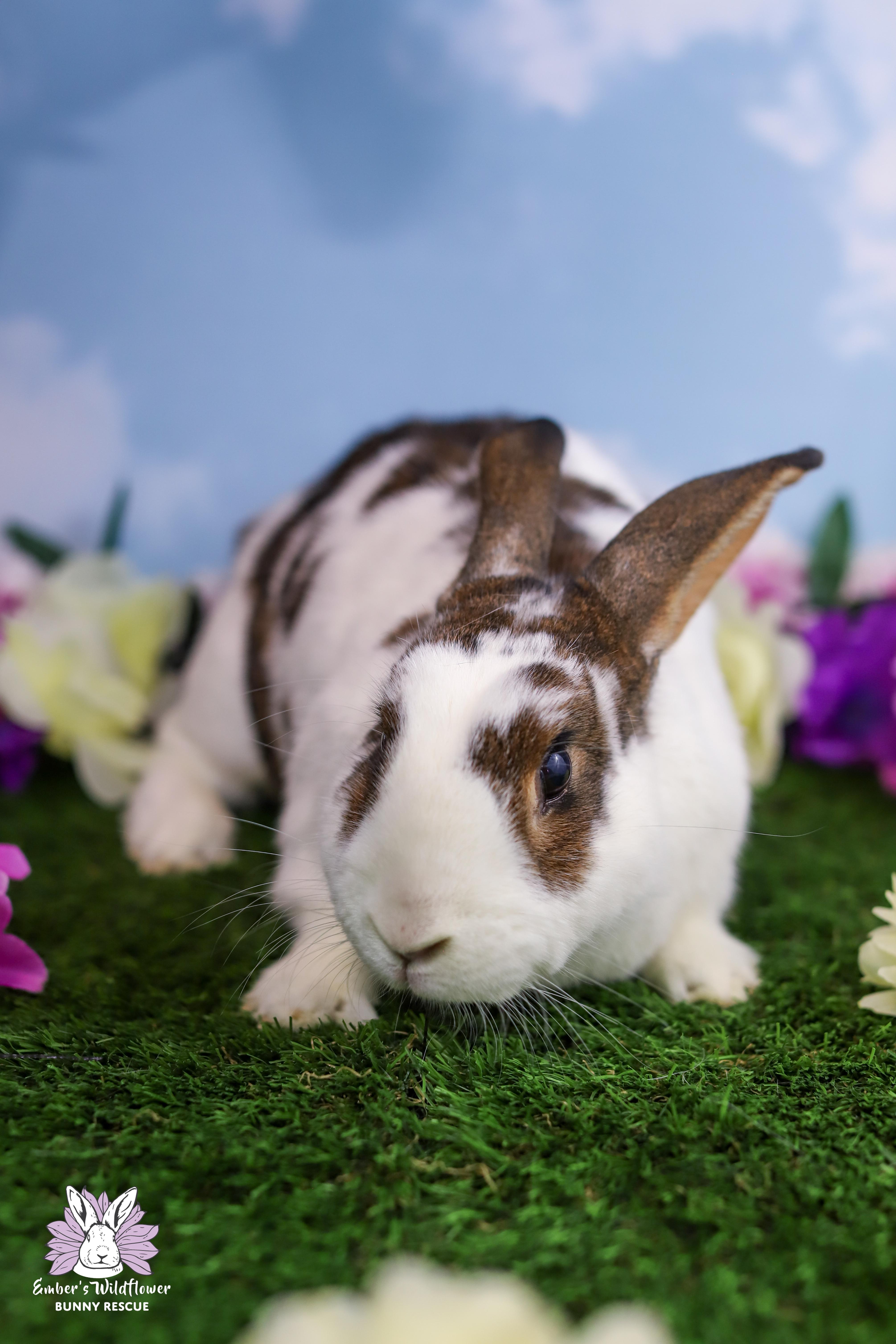 Peanut, Adoptable, Adult Male English Spot.