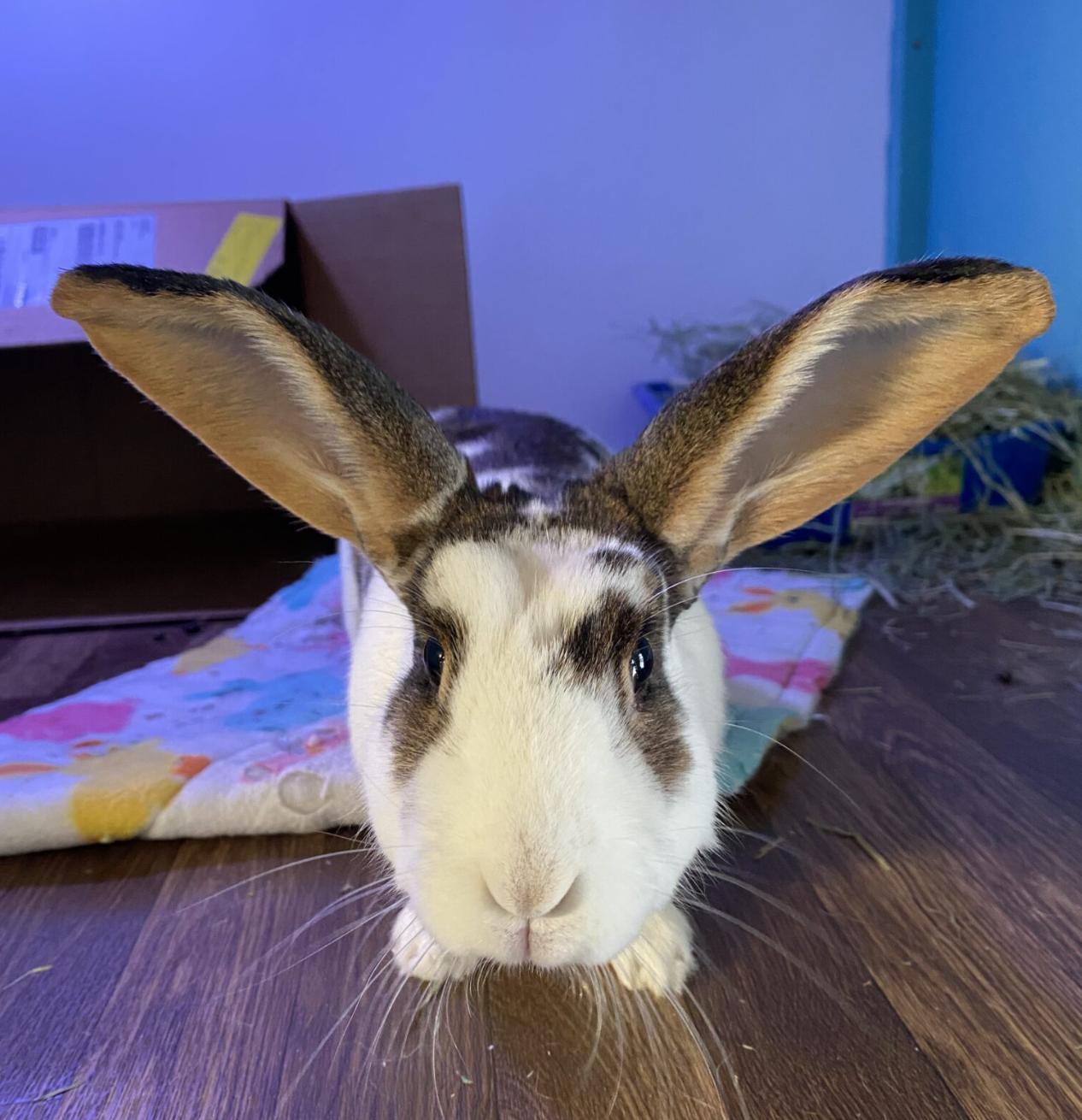 Enlarge Peanut, a Adoptable mixed breed in Redmond, OR image 3/3