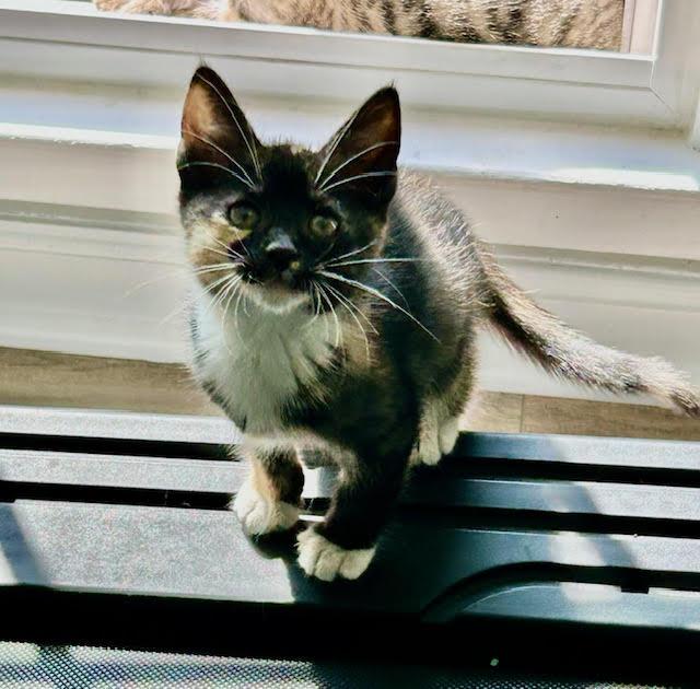 Suna, Baby Female Domestic Short Hair