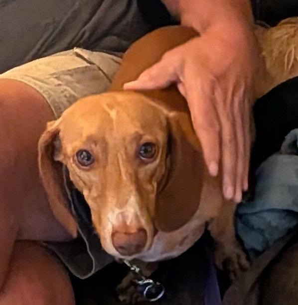 Seymour, Adoptable, Young Male Dachshund.