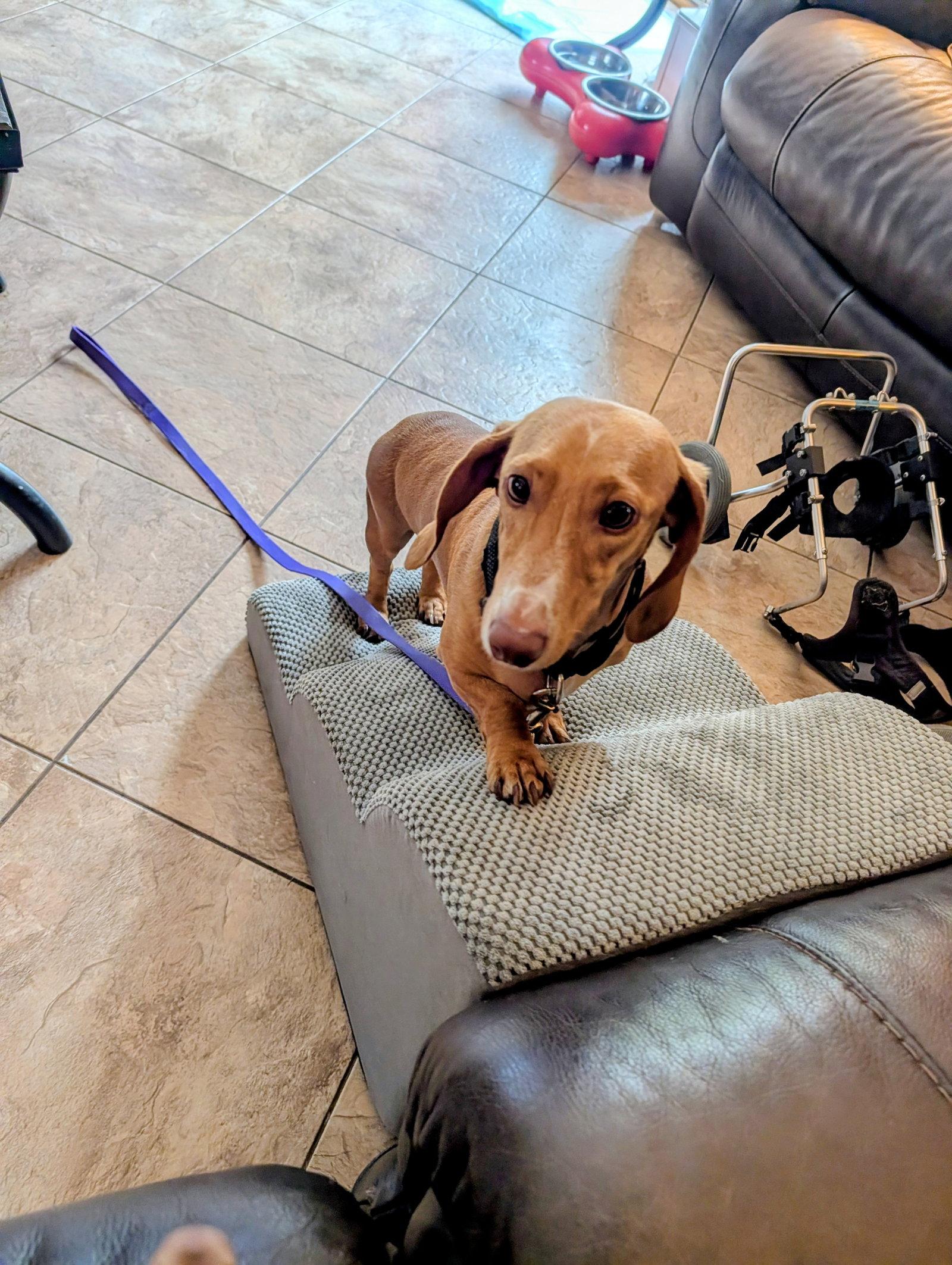 Enlarge Seymour, a Adoptable Dachshund in Sioux Falls, SD image 2/2