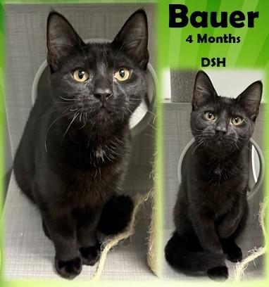 Enlarge Bauer, an adopted Domestic Short Hair in Franklin, IN image 1/1