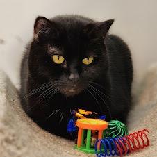 Sammy, a Adoptable Domestic Short Hair in Toms Brook, VA image 1/3