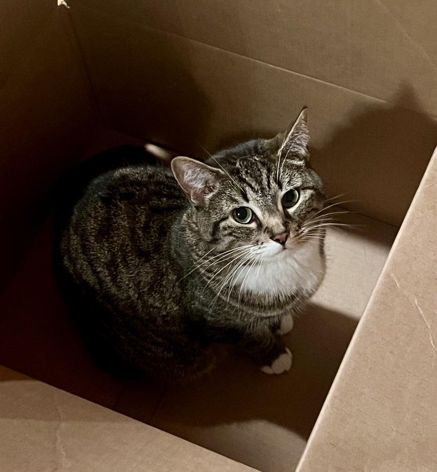 Sophia, Adoptable, Adult Female Tabby.