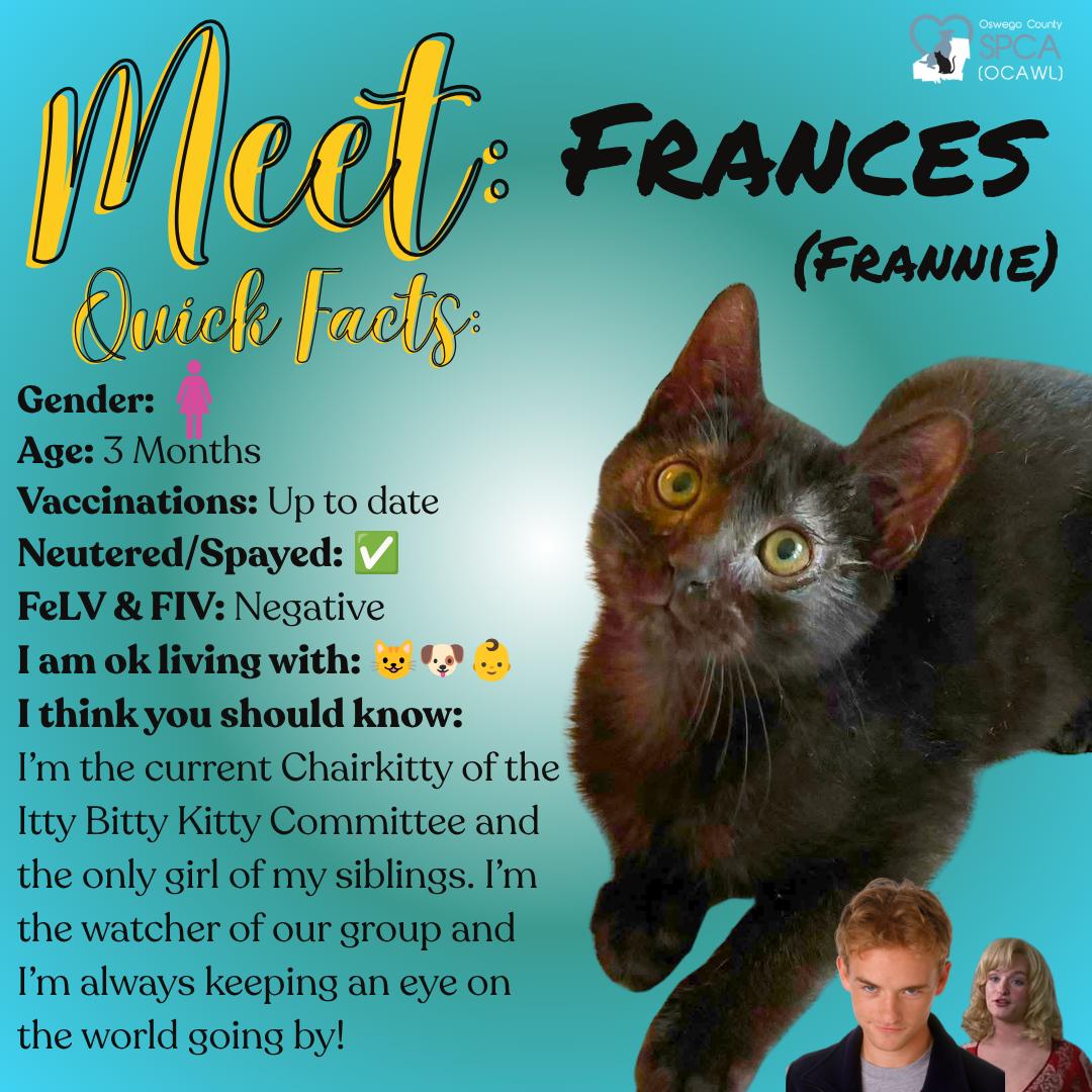 Frances (Frannie), ADOPTABLE, Young Female Domestic Short Hair.