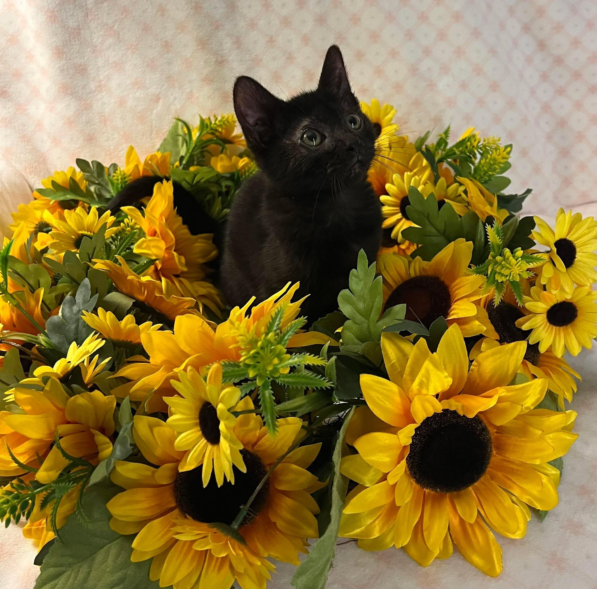 Frances (Frannie), a ADOPTABLE Domestic Short Hair in Fulton, NY image 4/6