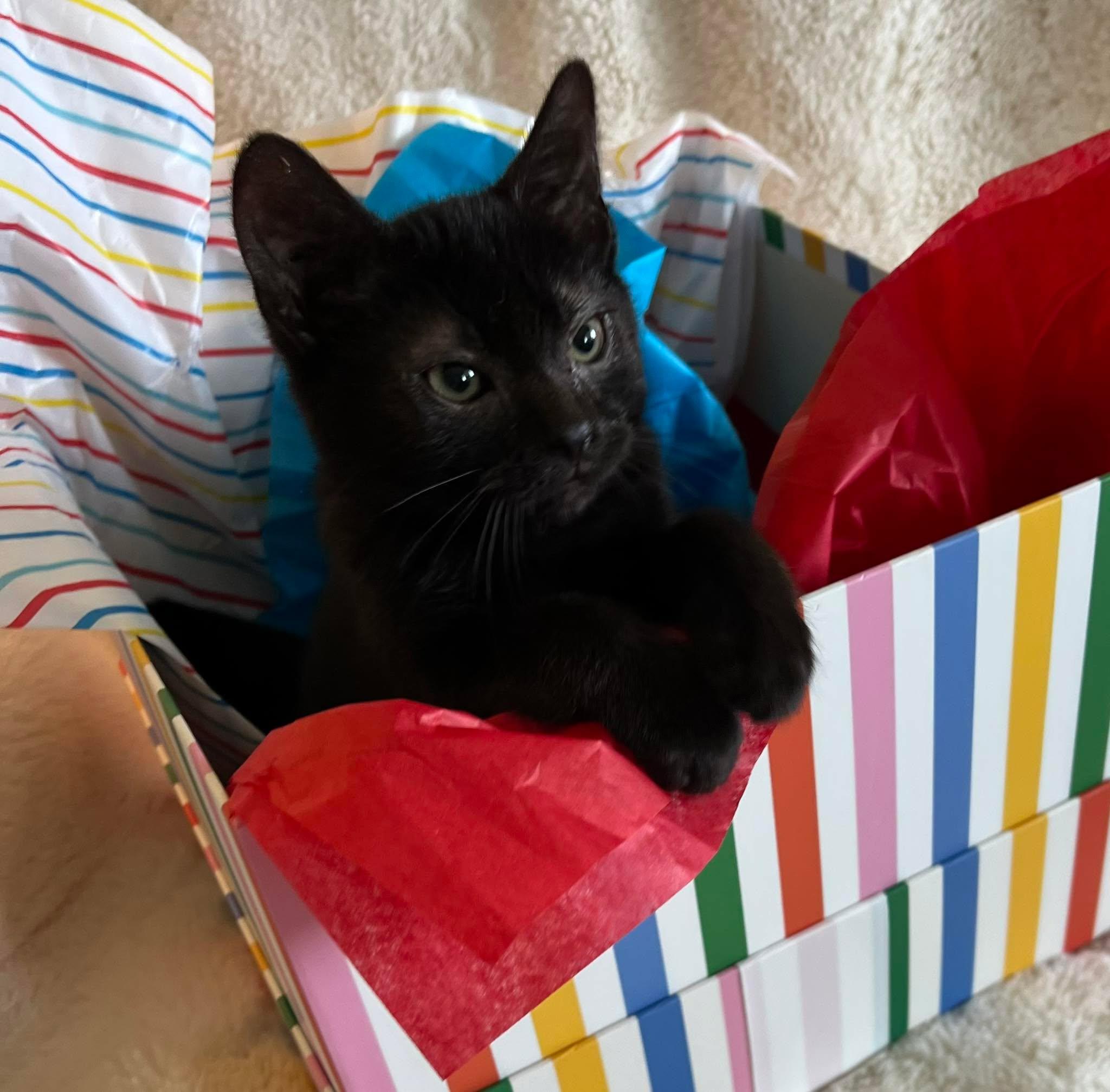 Frances (Frannie), a ADOPTABLE Domestic Short Hair in Fulton, NY image 3/6