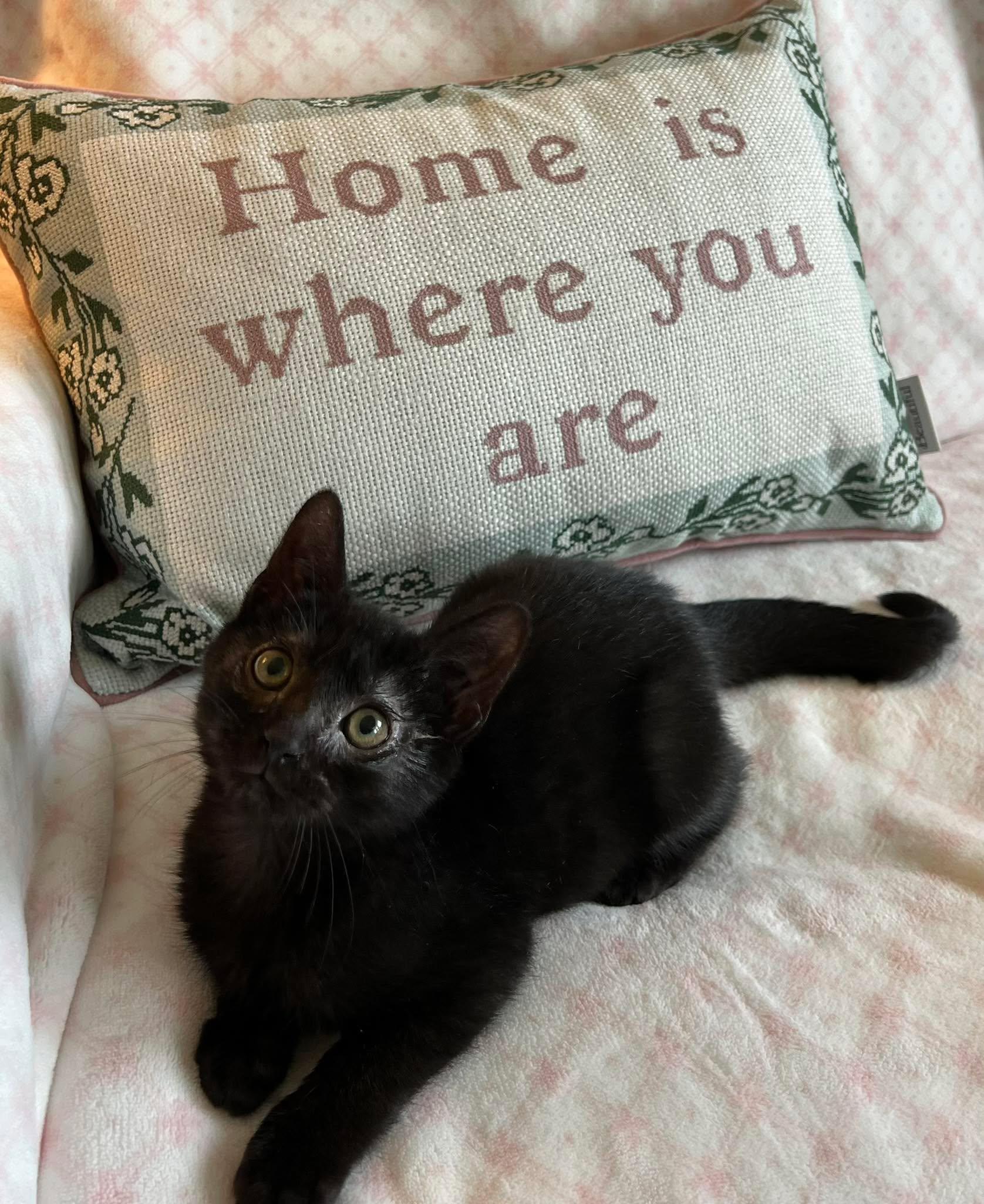 Frances (Frannie), a ADOPTABLE Domestic Short Hair in Fulton, NY image 5/6