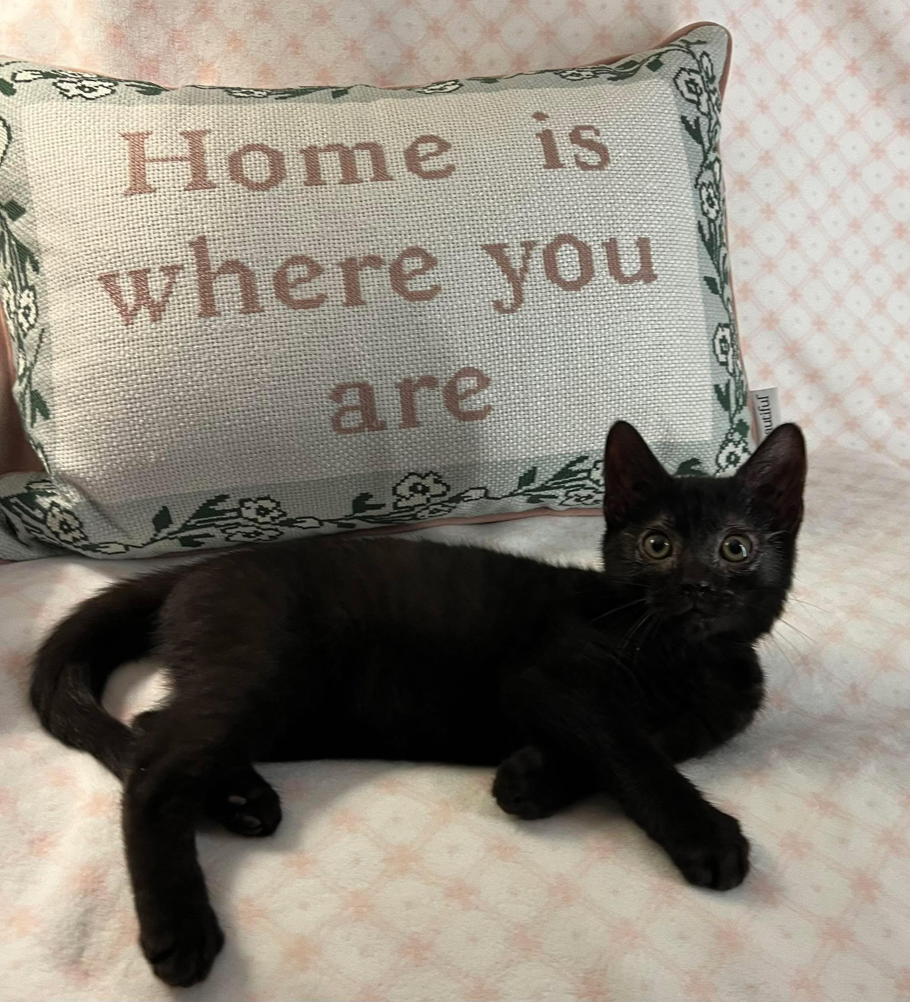 Frances (Frannie), a ADOPTABLE Domestic Short Hair in Fulton, NY image 2/6