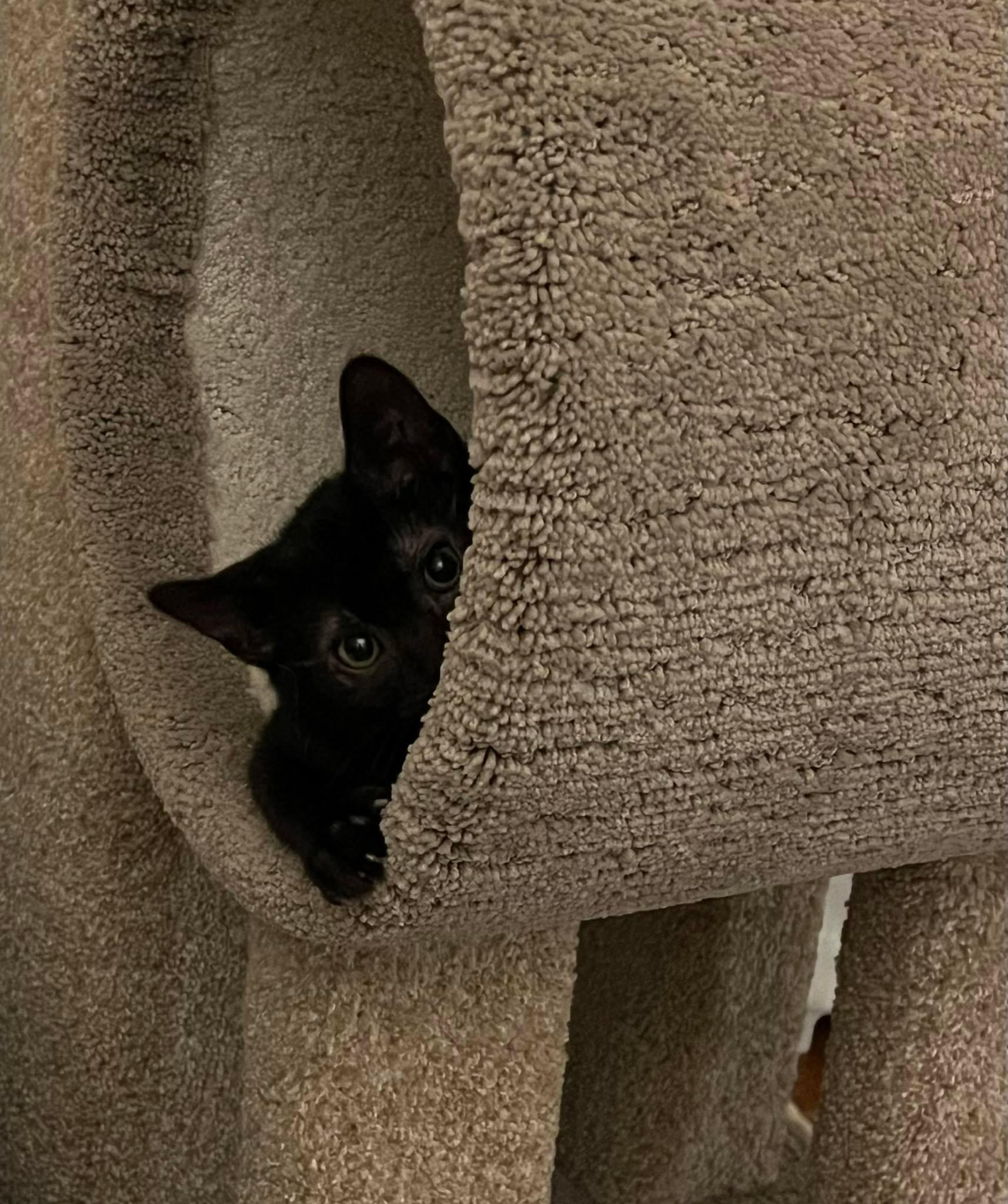Frances (Frannie), a ADOPTABLE Domestic Short Hair in Fulton, NY image 6/6