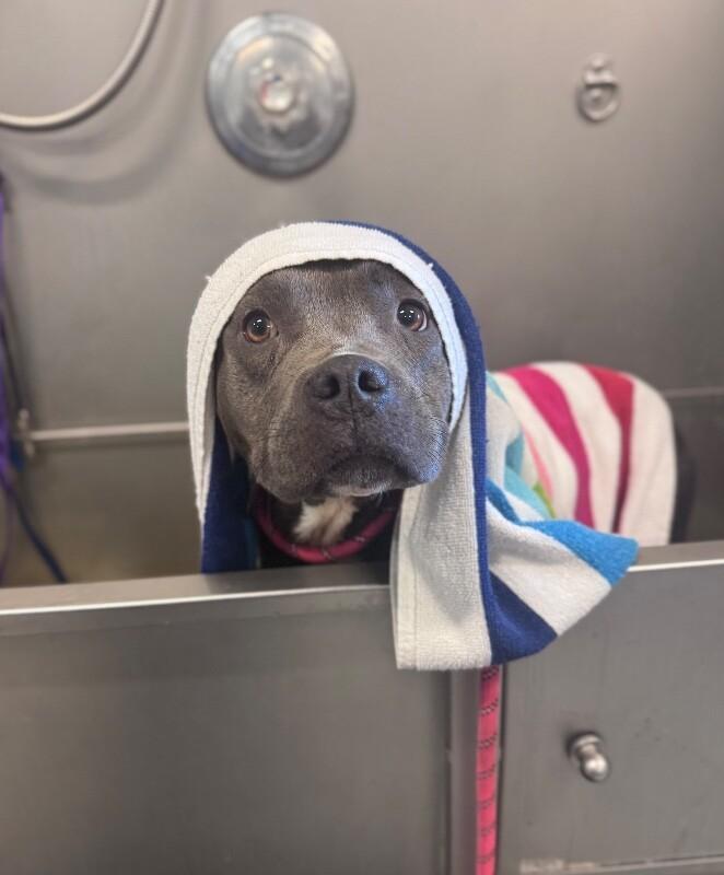 Dior, Adoptable, Adult Female American Bulldog & Mixed Breed.