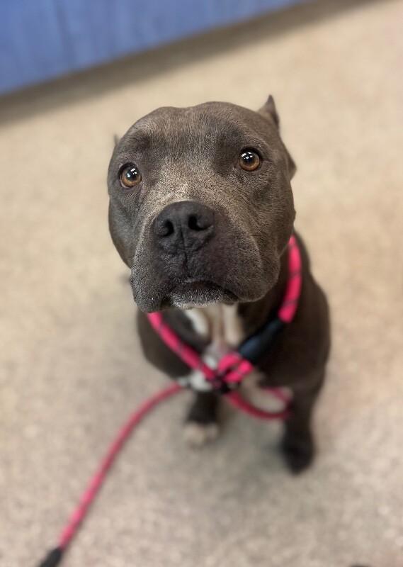 Dior, a Adoptable mixed breed in Disputanta, VA image 2/6
