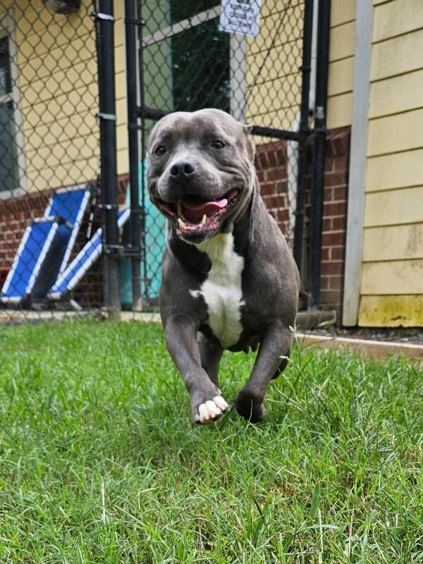 Dior, a Adoptable mixed breed in Disputanta, VA image 3/6