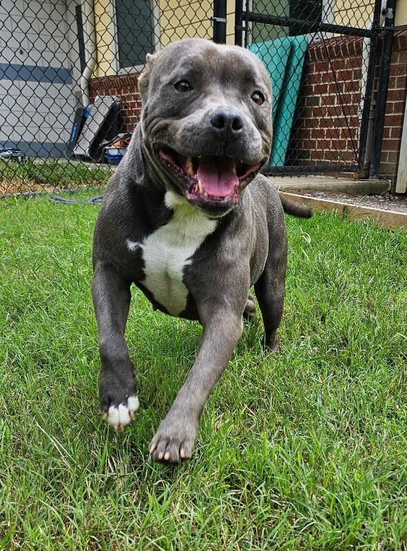 Dior, a Adoptable mixed breed in Disputanta, VA image 4/6