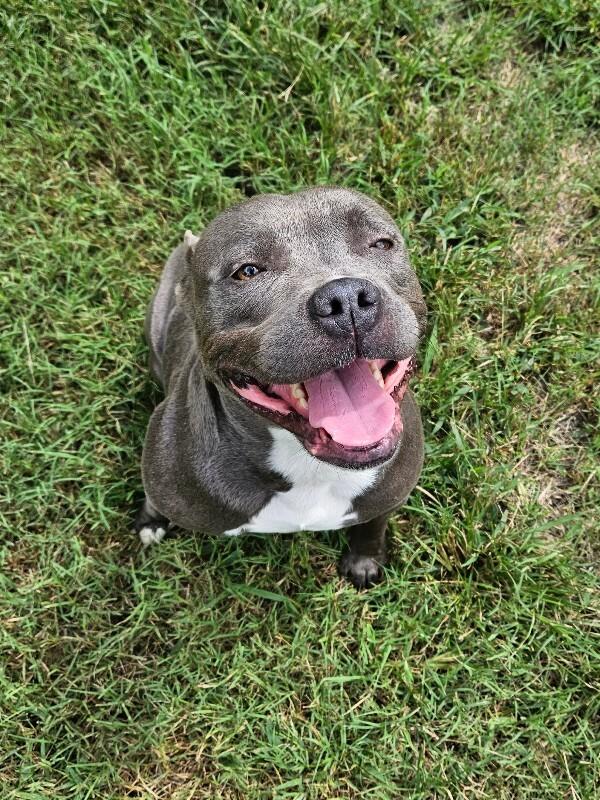 Dior, a Adoptable mixed breed in Disputanta, VA image 5/6
